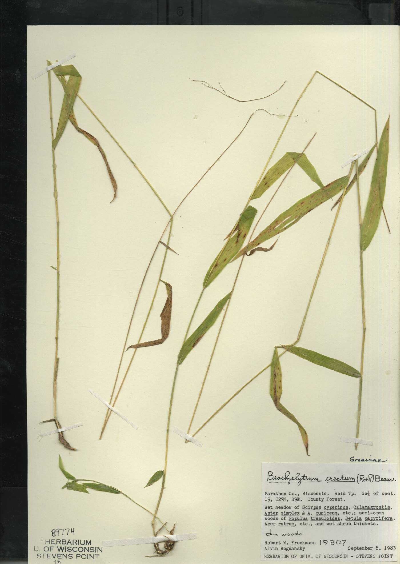 Brachyelytrum aristosum image