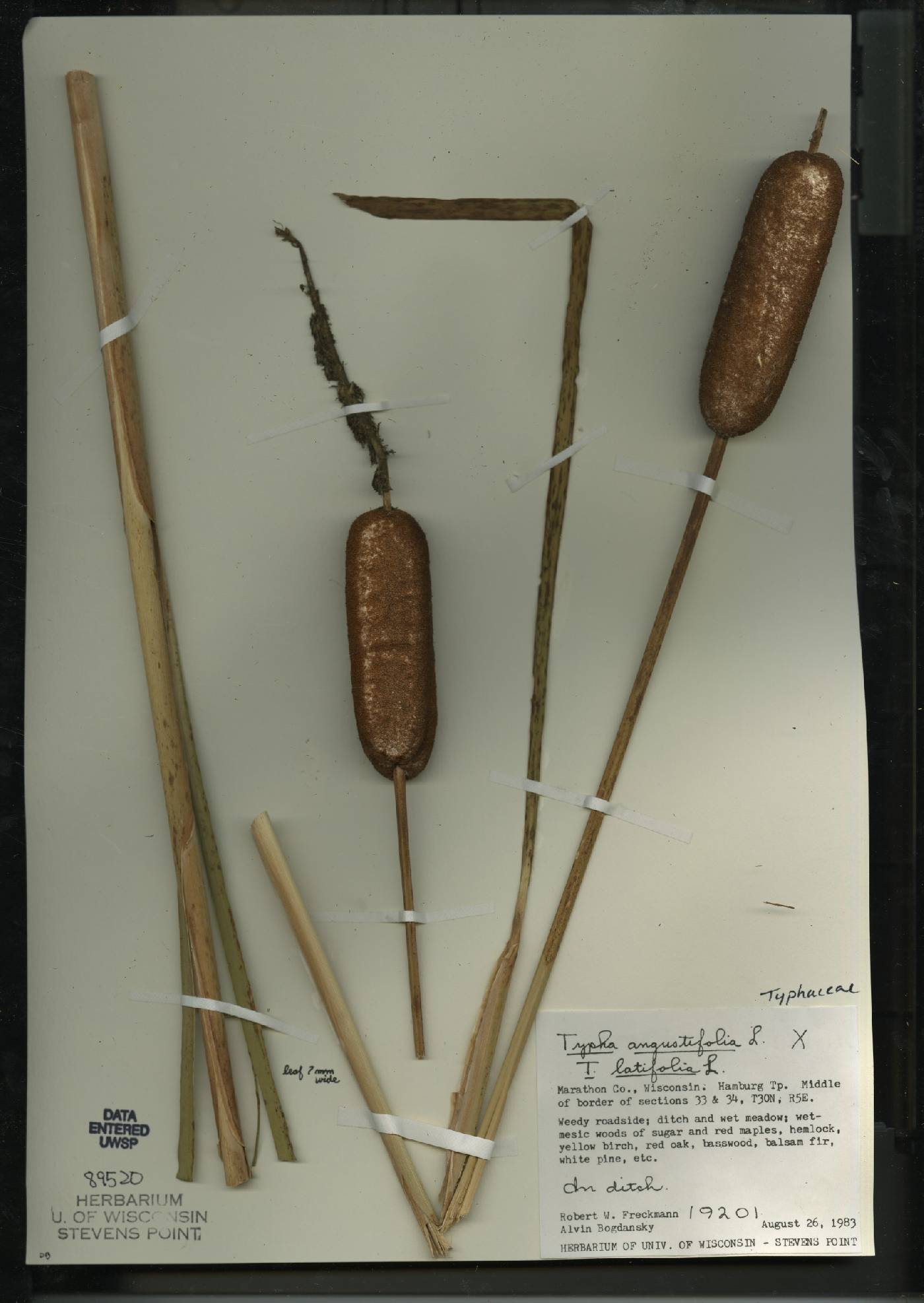 Typha X glauca image