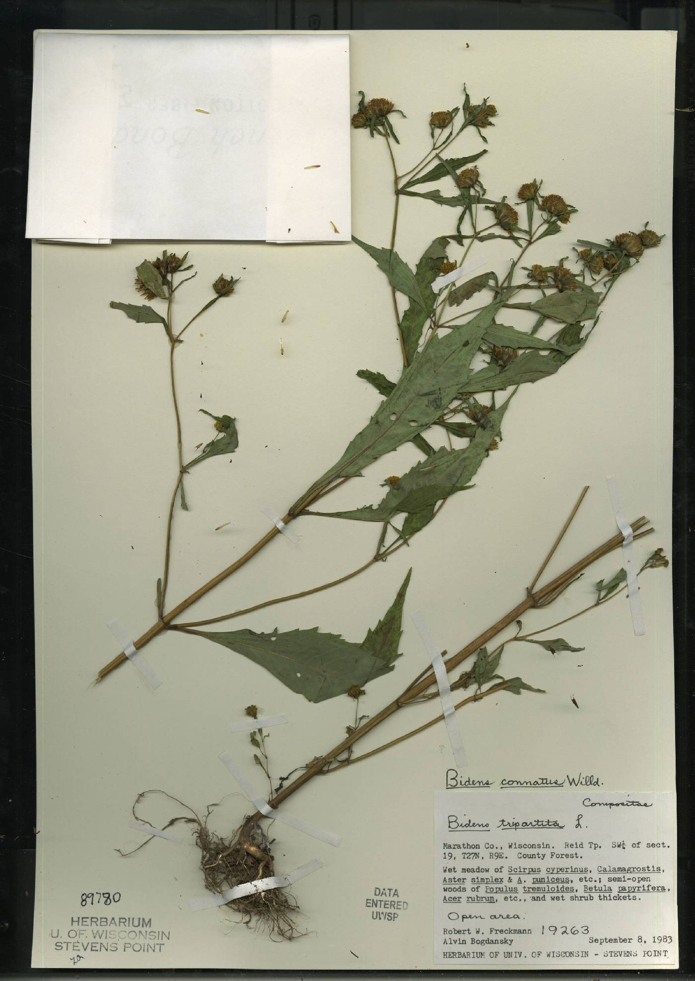 Bidens connata image
