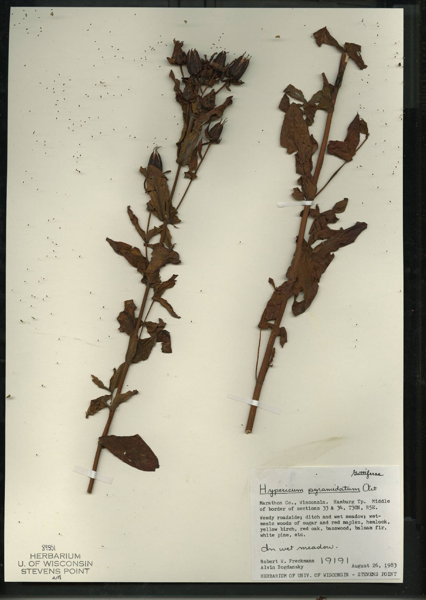 Hypericum ascyron image
