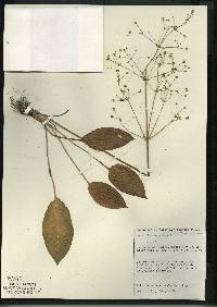 Image of Alisma
