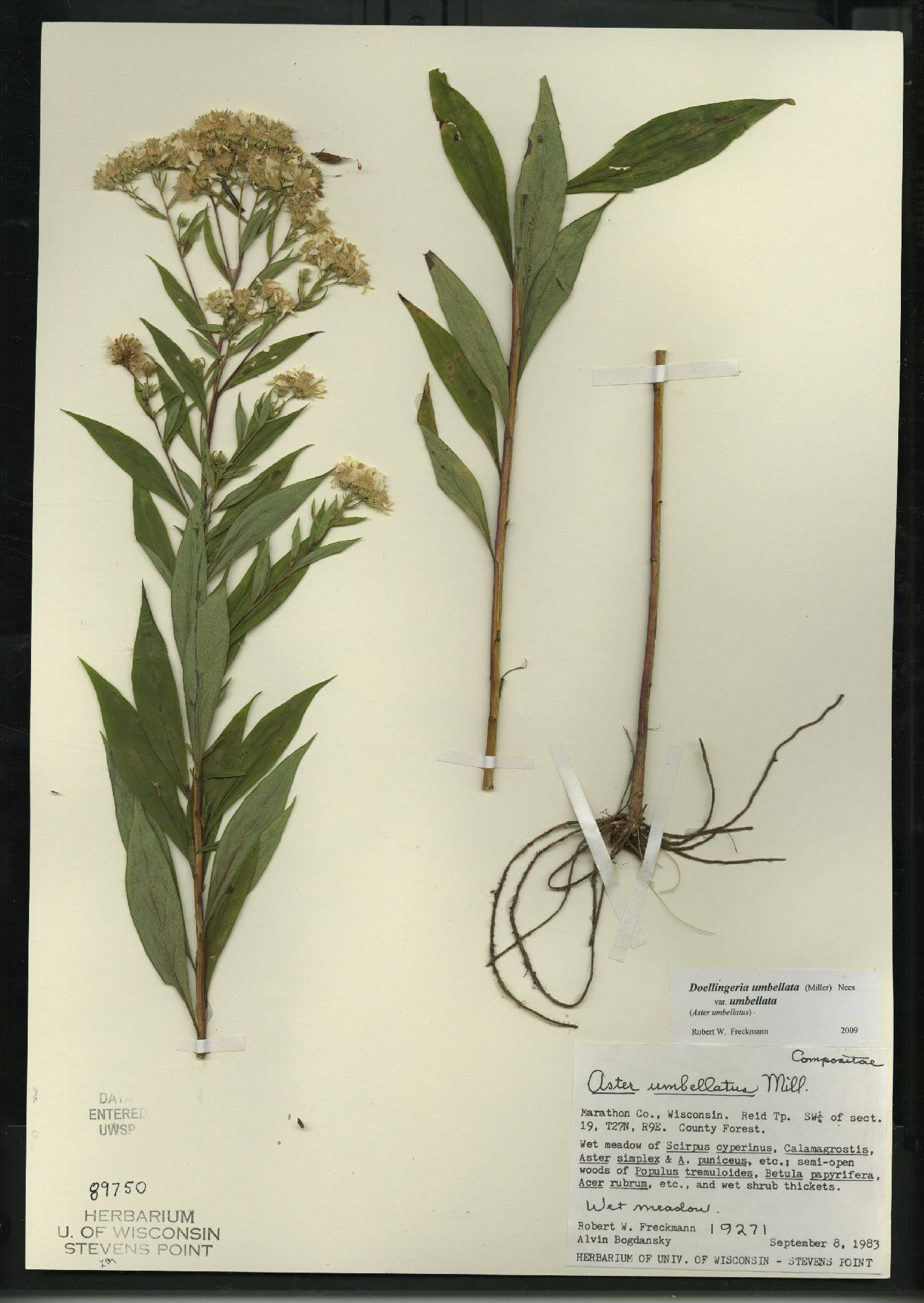 Doellingeria umbellata var. umbellata image