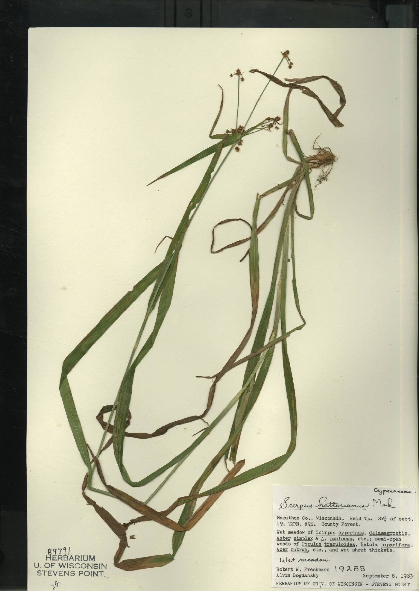 Scirpus hattorianus image