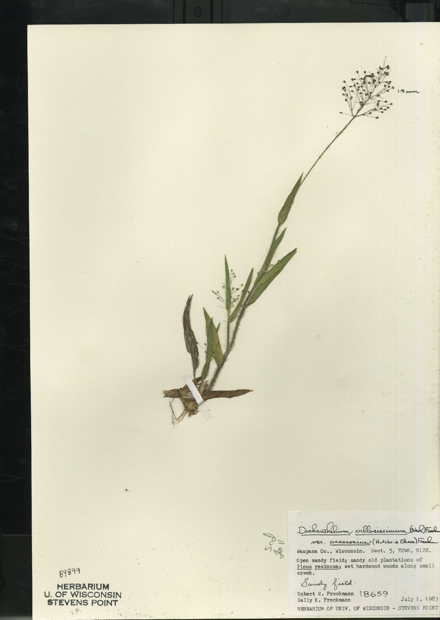 Dichanthelium villosissimum var. praecocius image