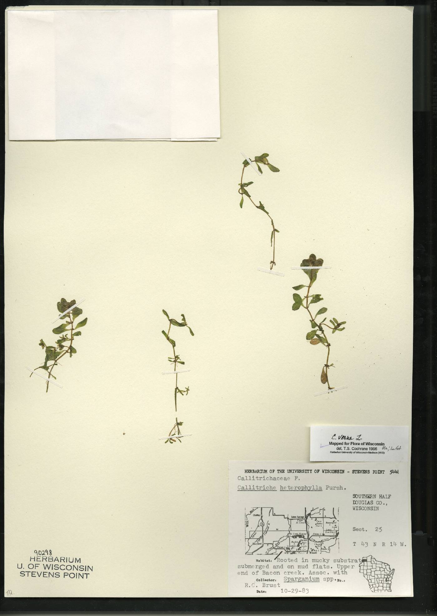 Callitriche palustris image