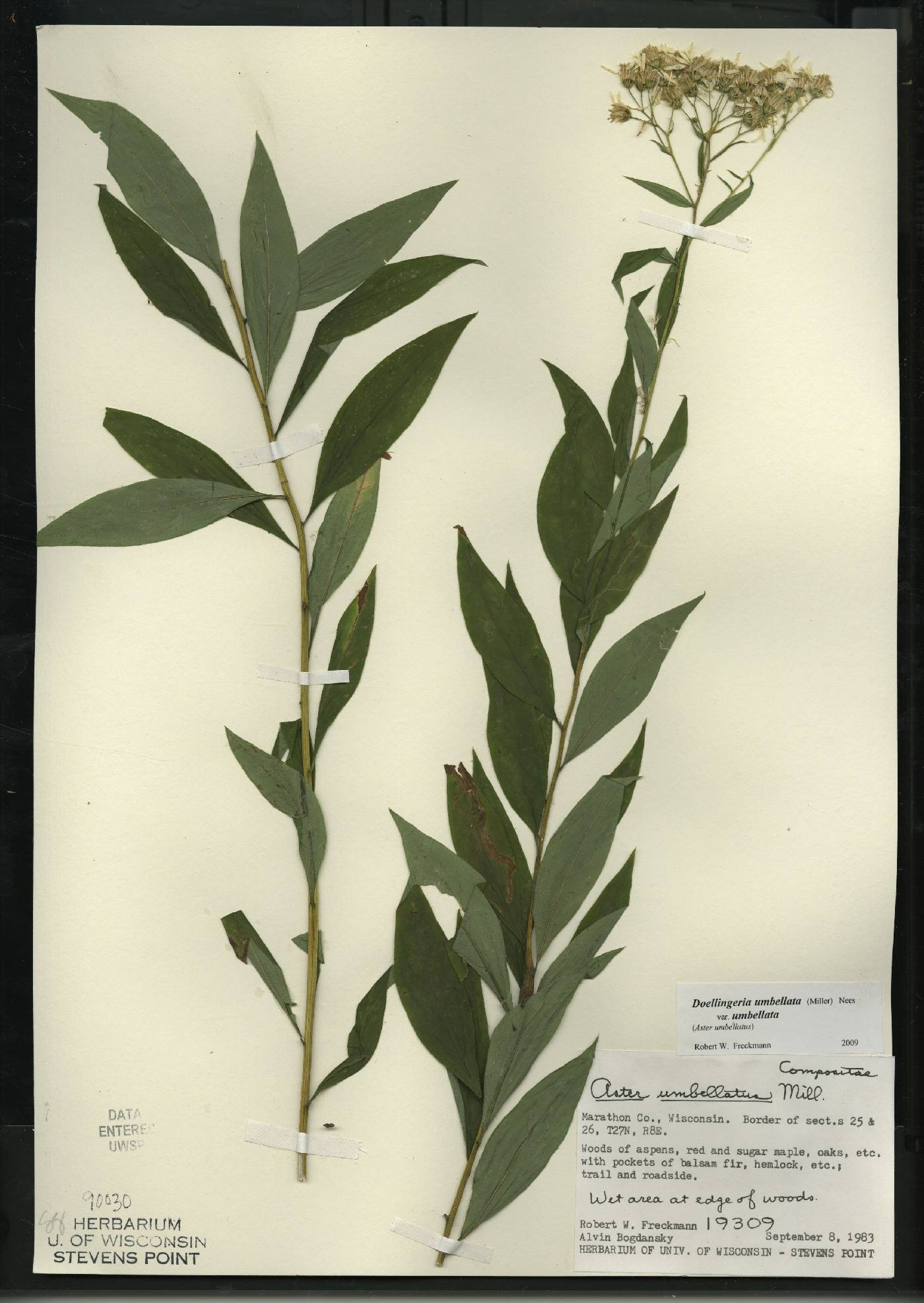 Doellingeria umbellata var. umbellata image