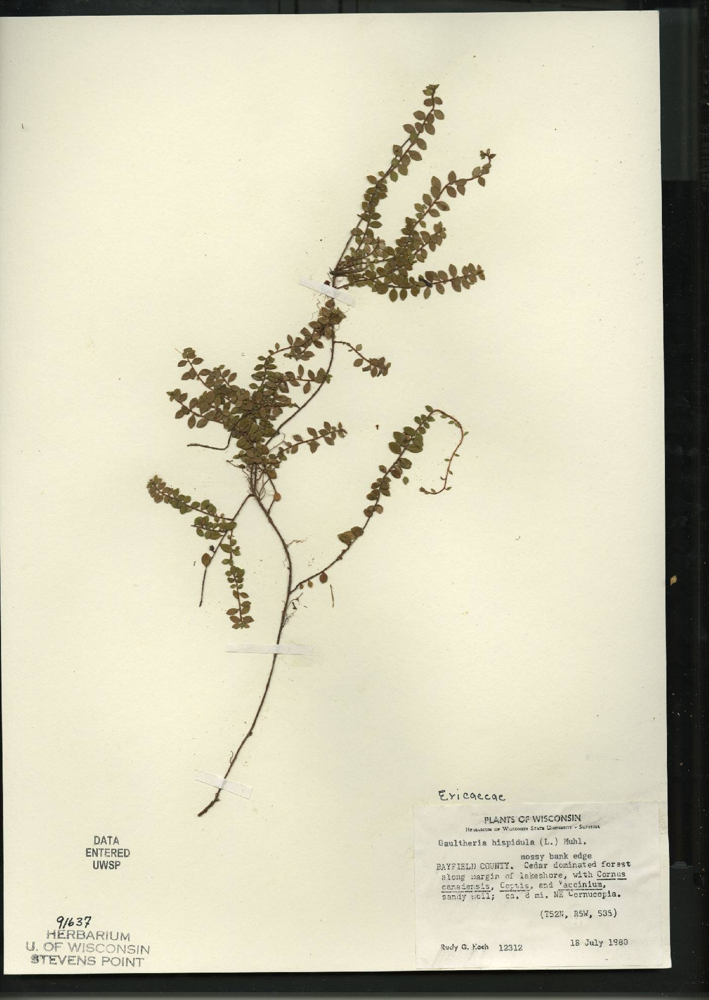 Gaultheria hispidula image