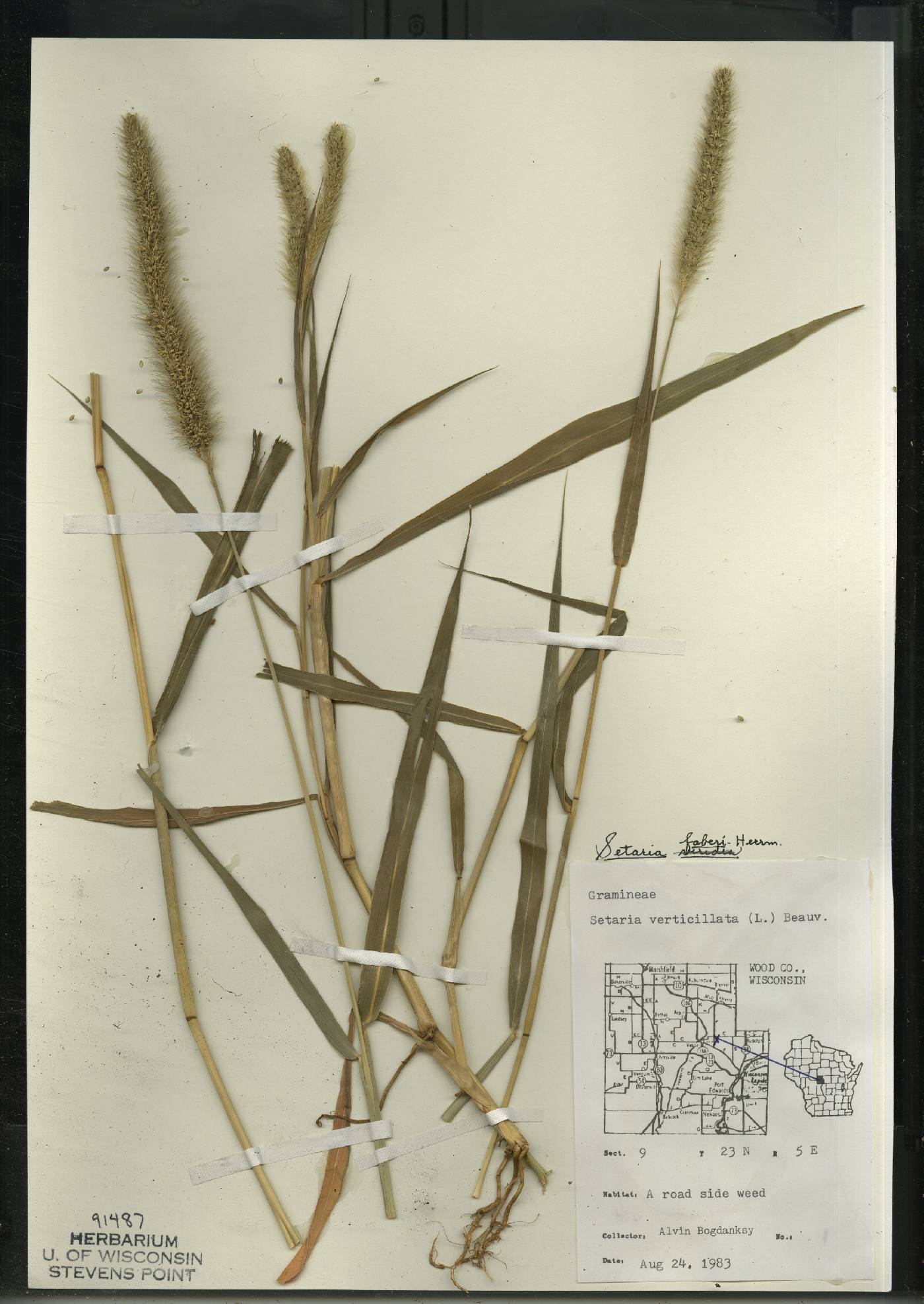 Setaria faberi image