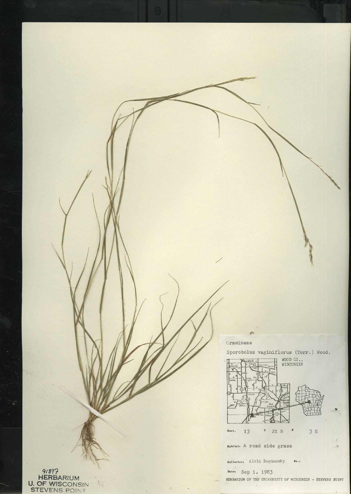Sporobolus vaginiflorus var. vaginiflorus image