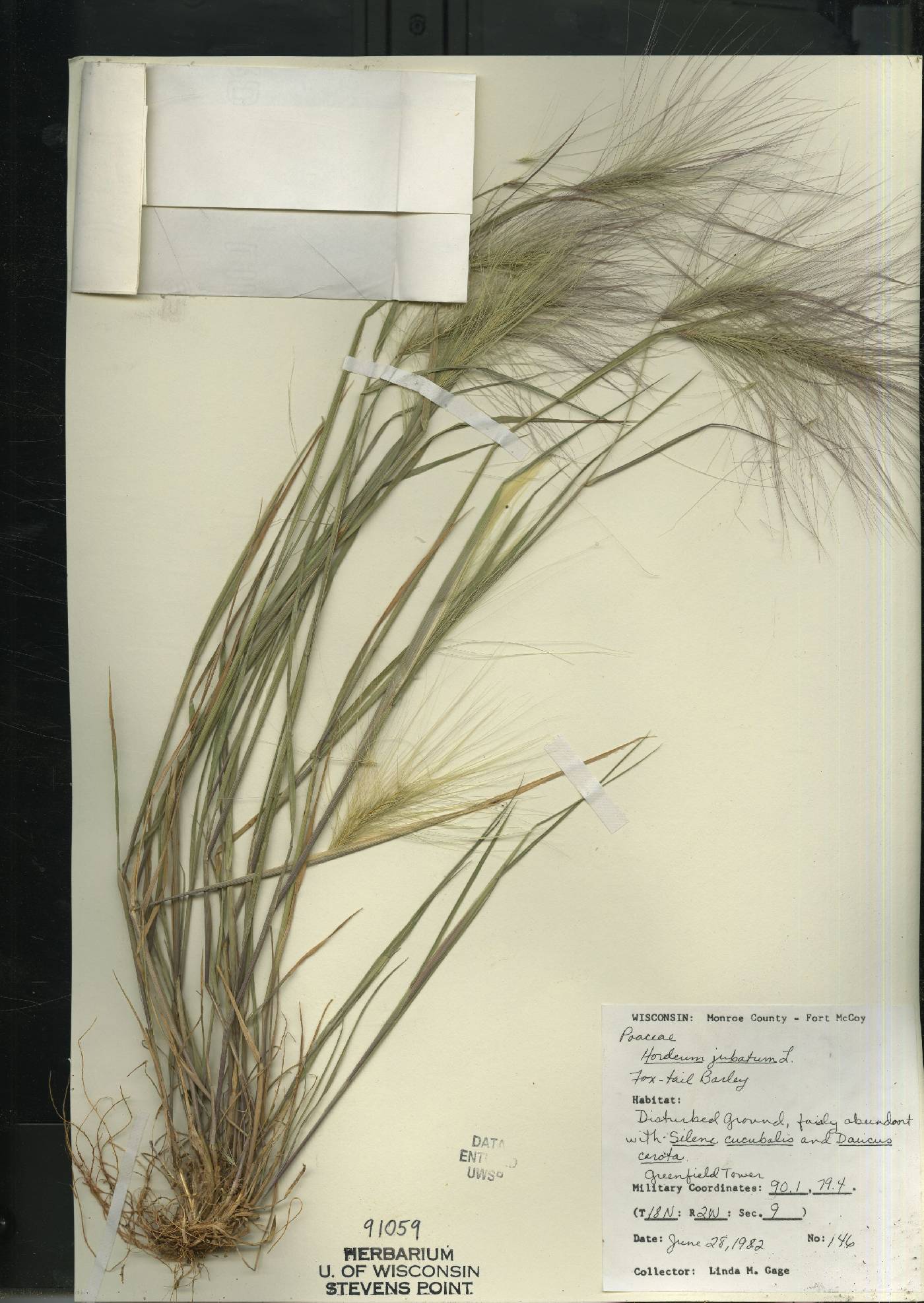 Hordeum jubatum image