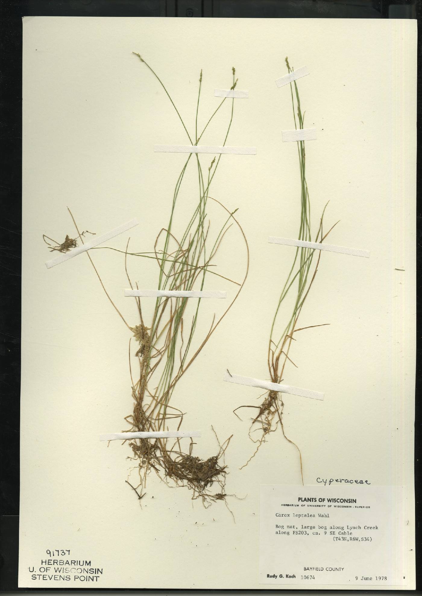 Carex leptalea subsp. leptalea image