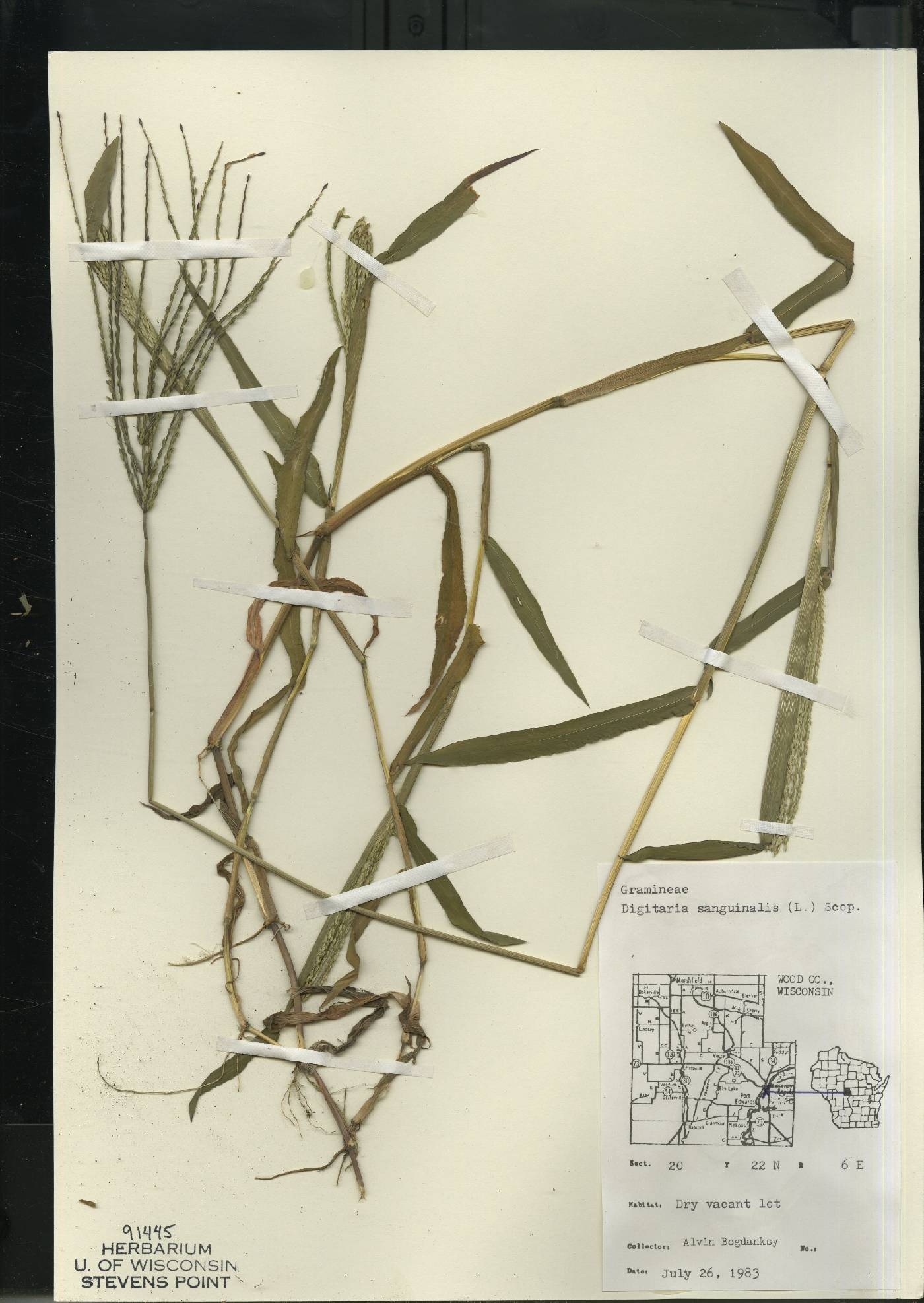 Digitaria sanguinalis image