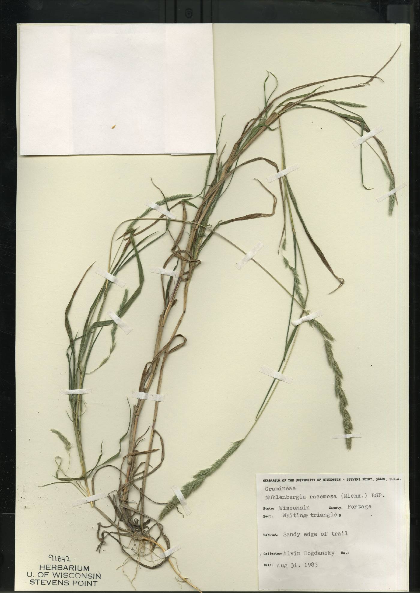 Muhlenbergia racemosa image