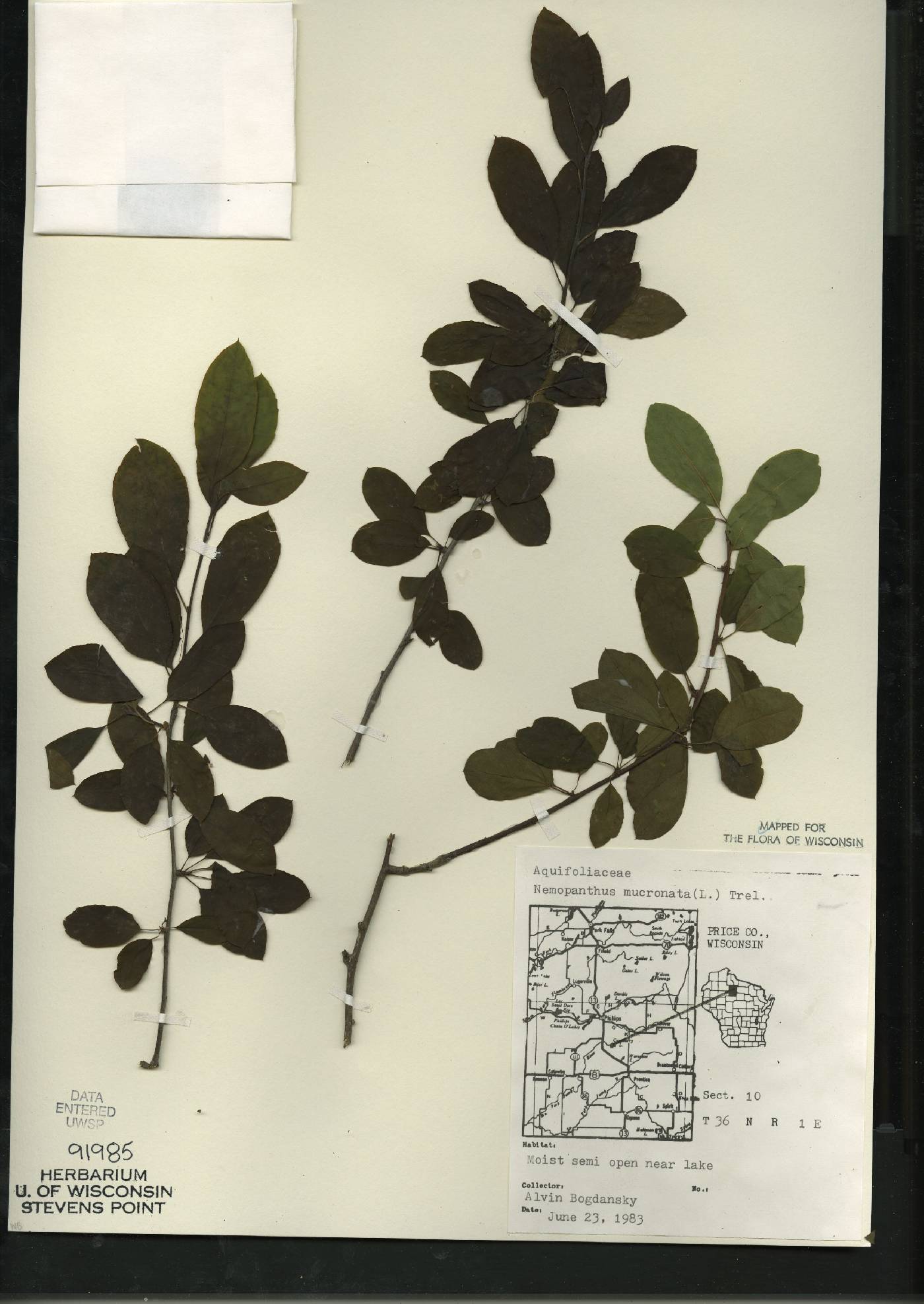 Ilex mucronata image