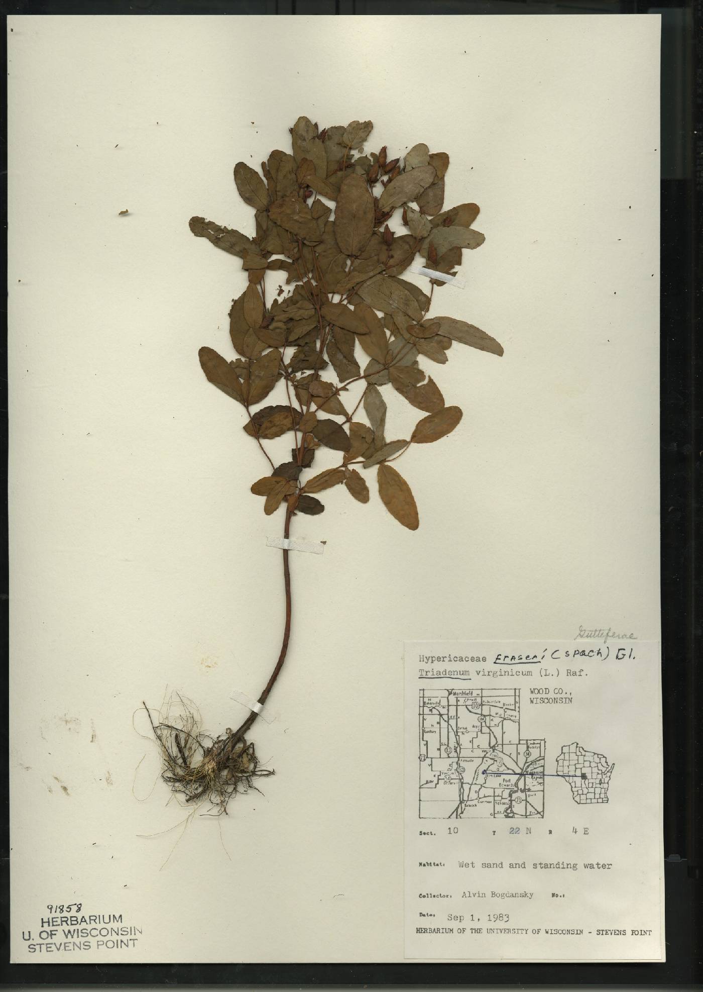Triadenum fraseri image
