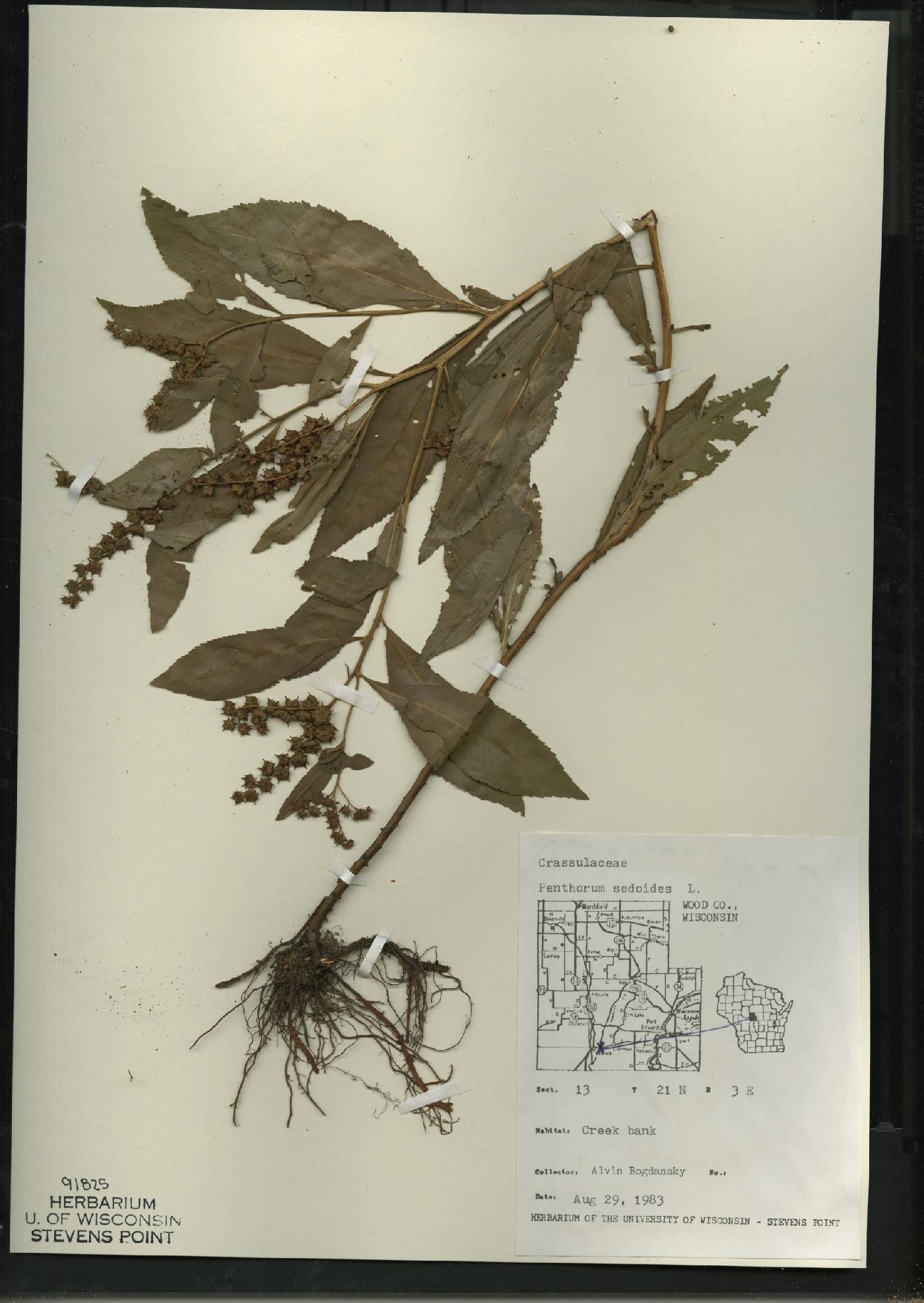 Penthorum sedoides image