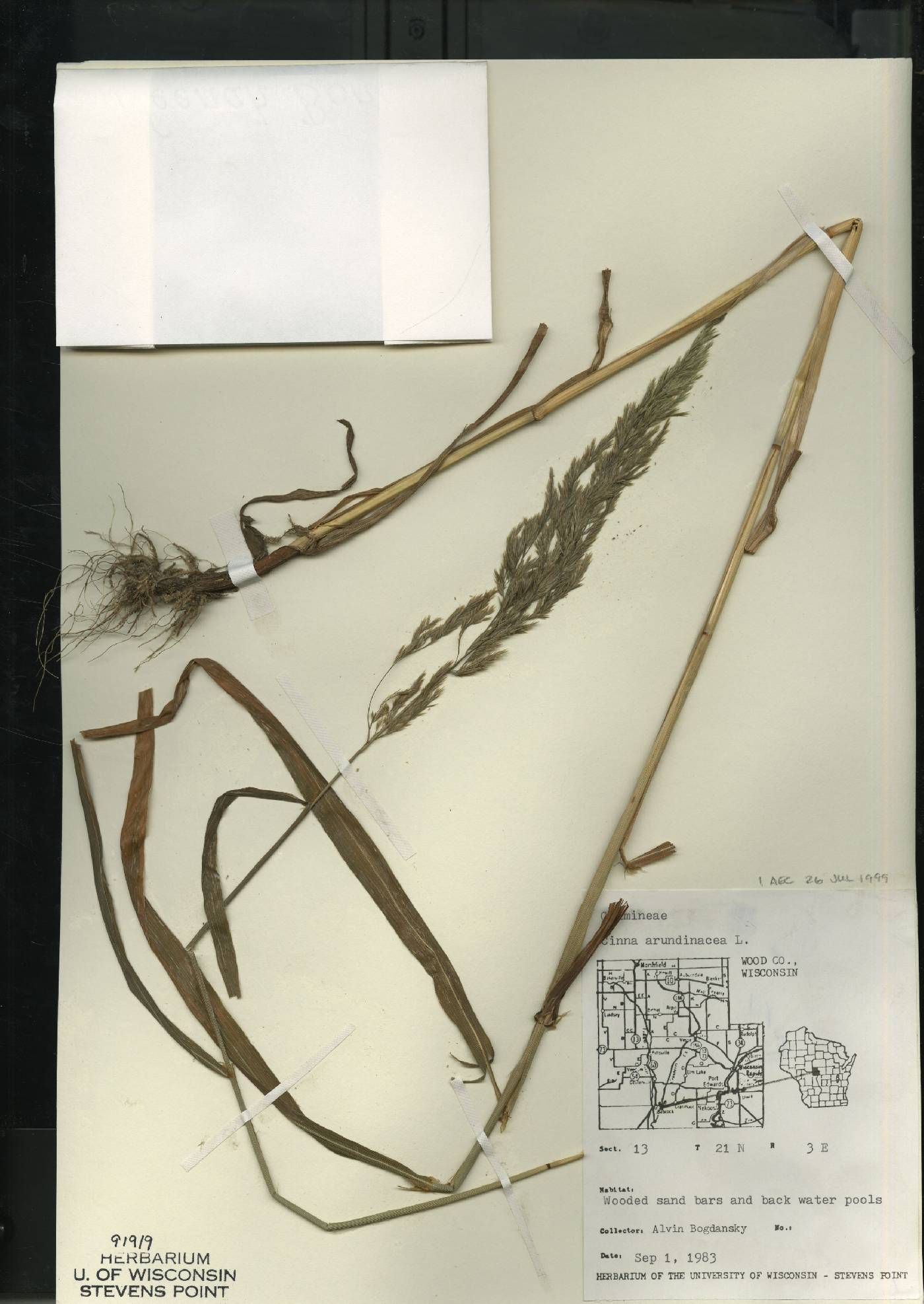 Cinna arundinacea image