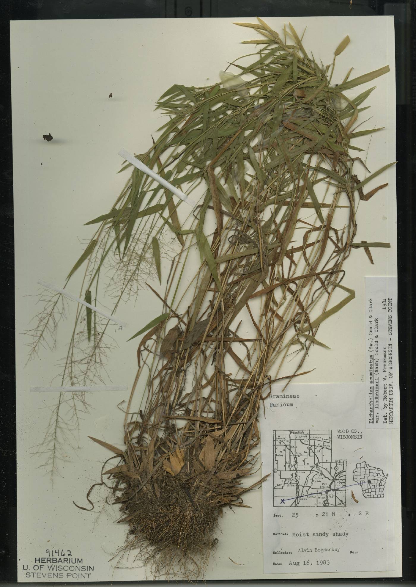 Dichanthelium acuminatum var. lindheimeri image