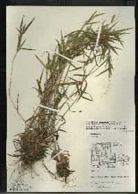 Image of Dichanthelium acuminatum var. lindheimeri