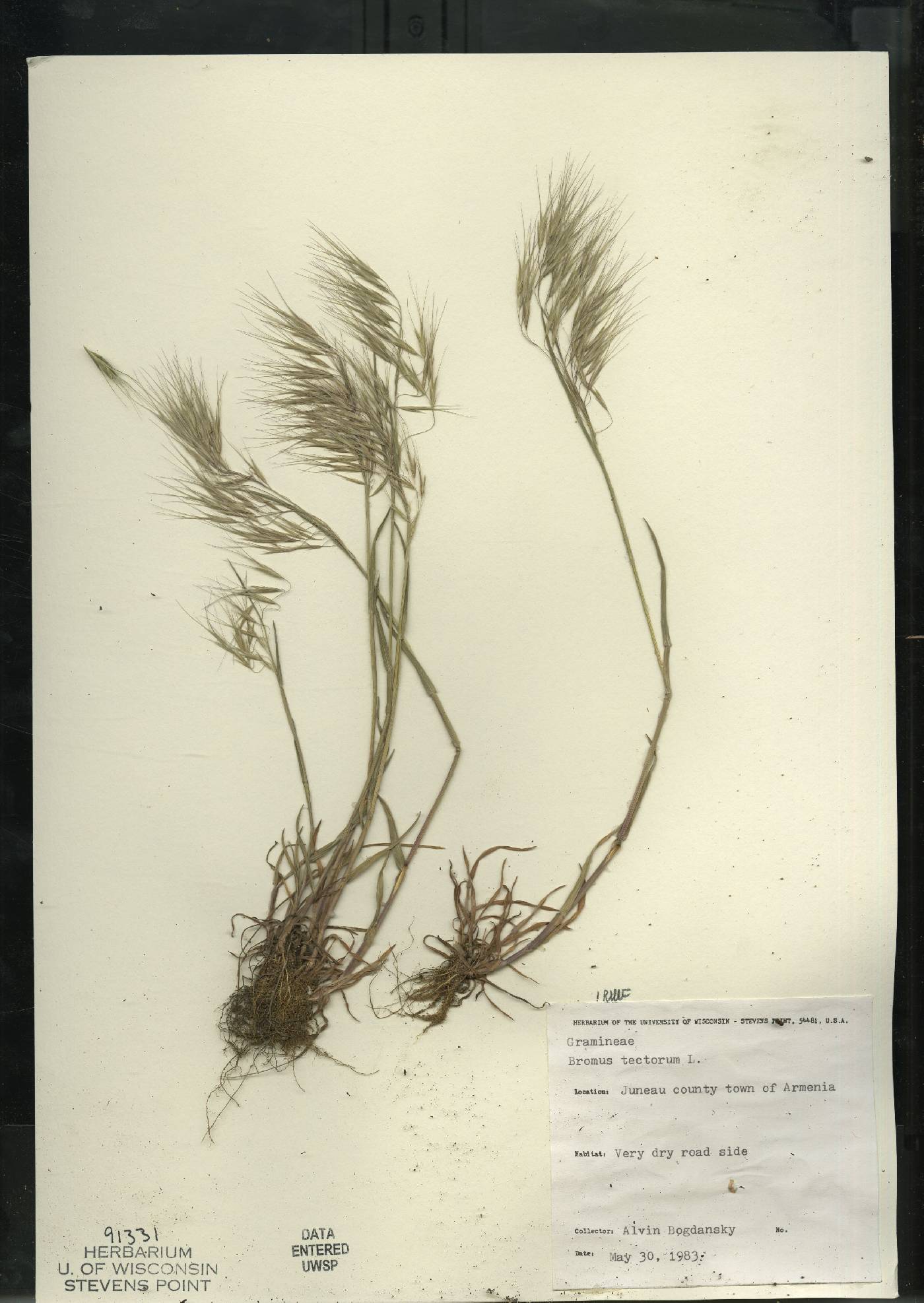 Bromus tectorum image