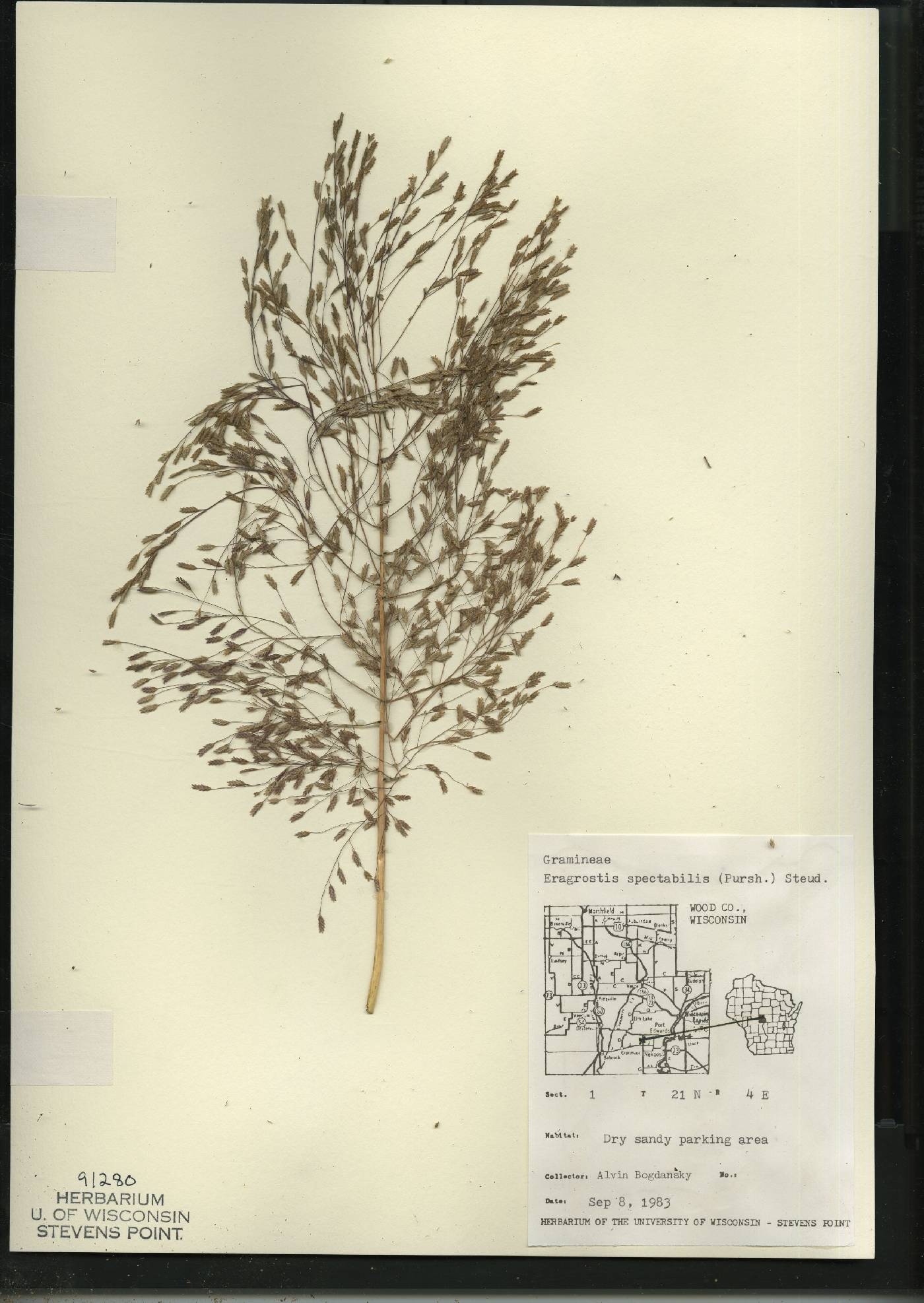 Eragrostis spectabilis image