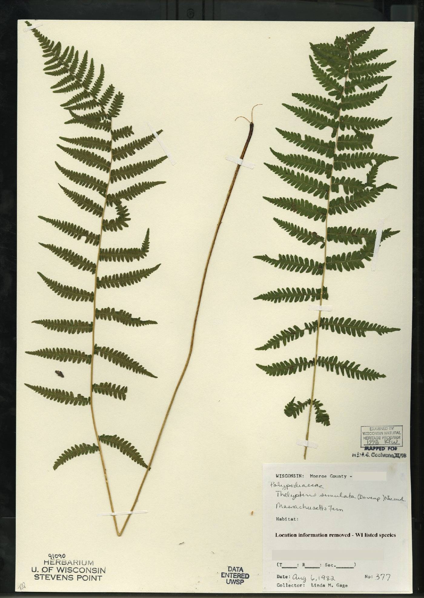 Thelypteris simulata image