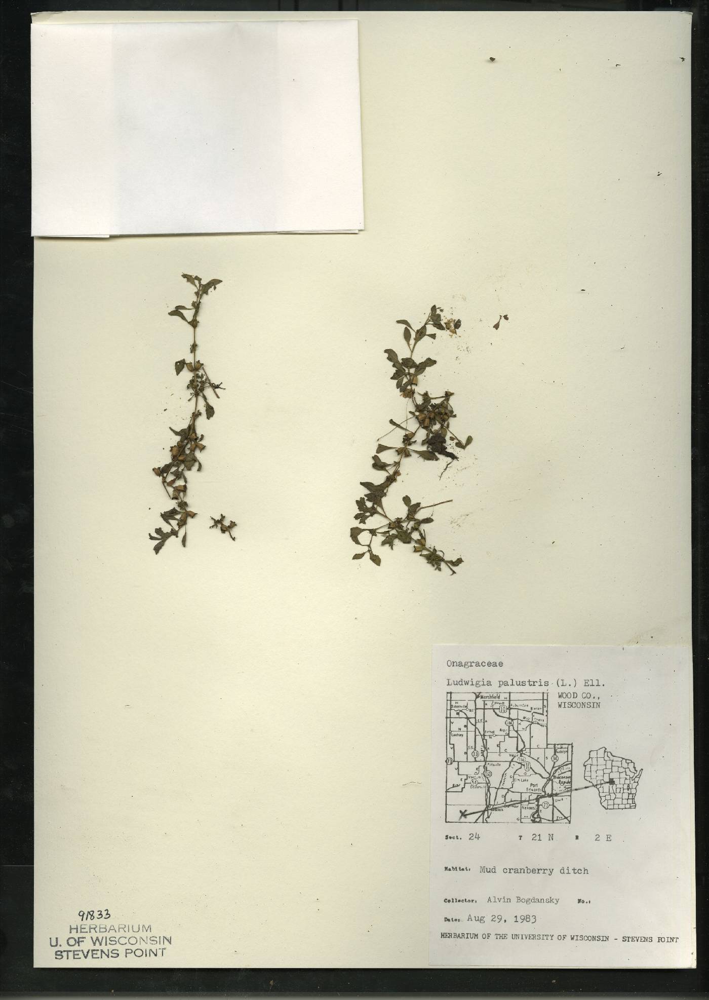 Ludwigia palustris image