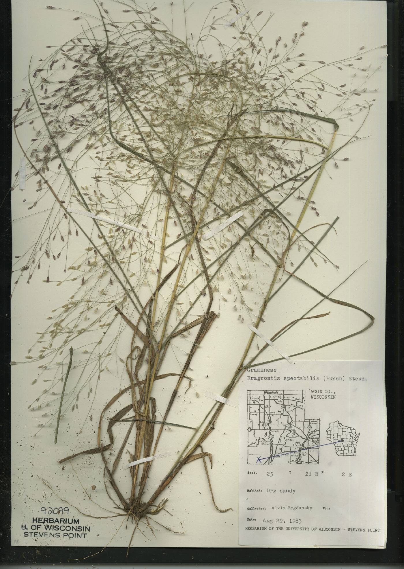 Eragrostis spectabilis image