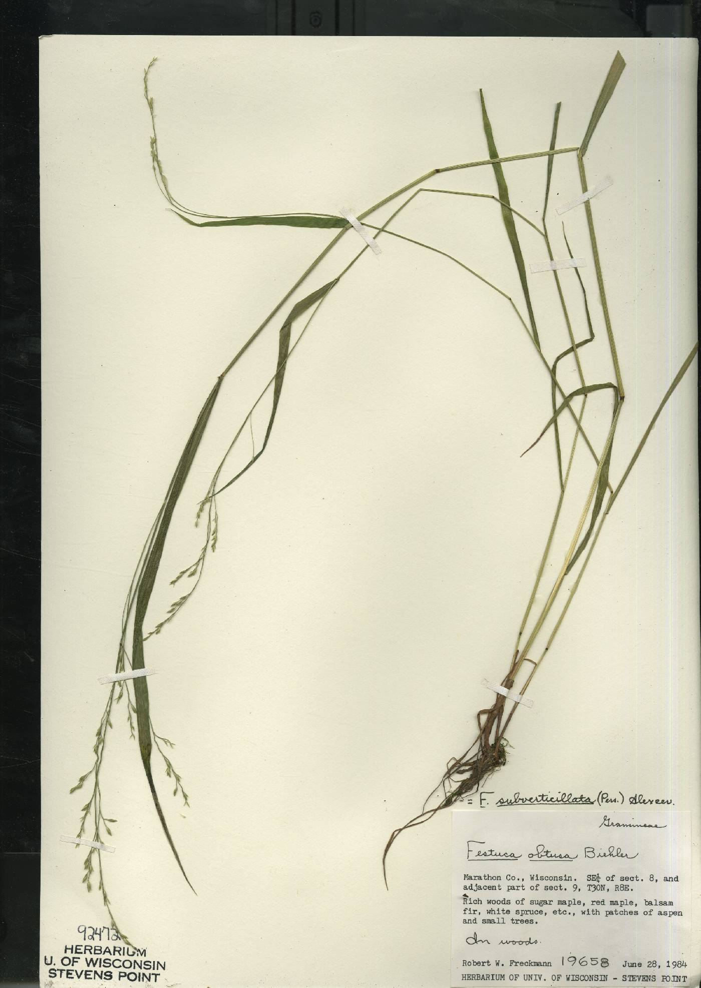 Festuca subverticillata image