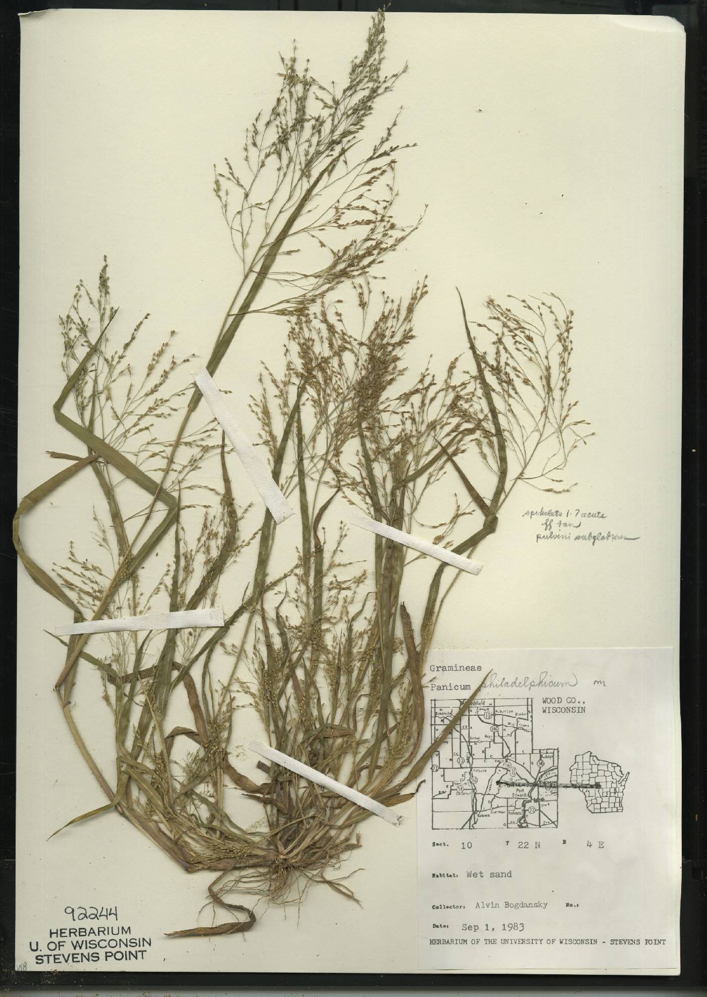 Panicum philadelphicum subsp. philadelphicum image