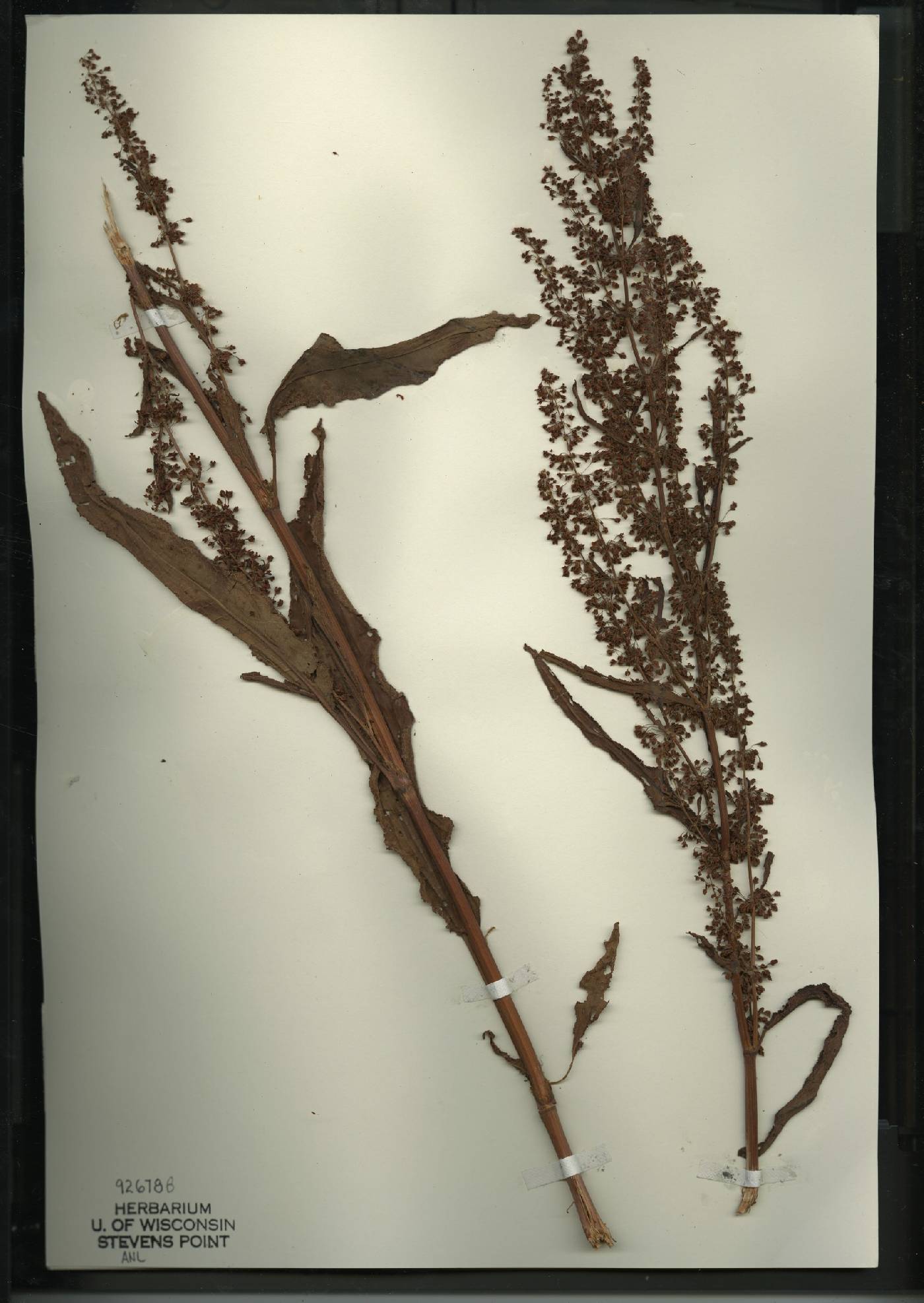Rumex verticillatus image