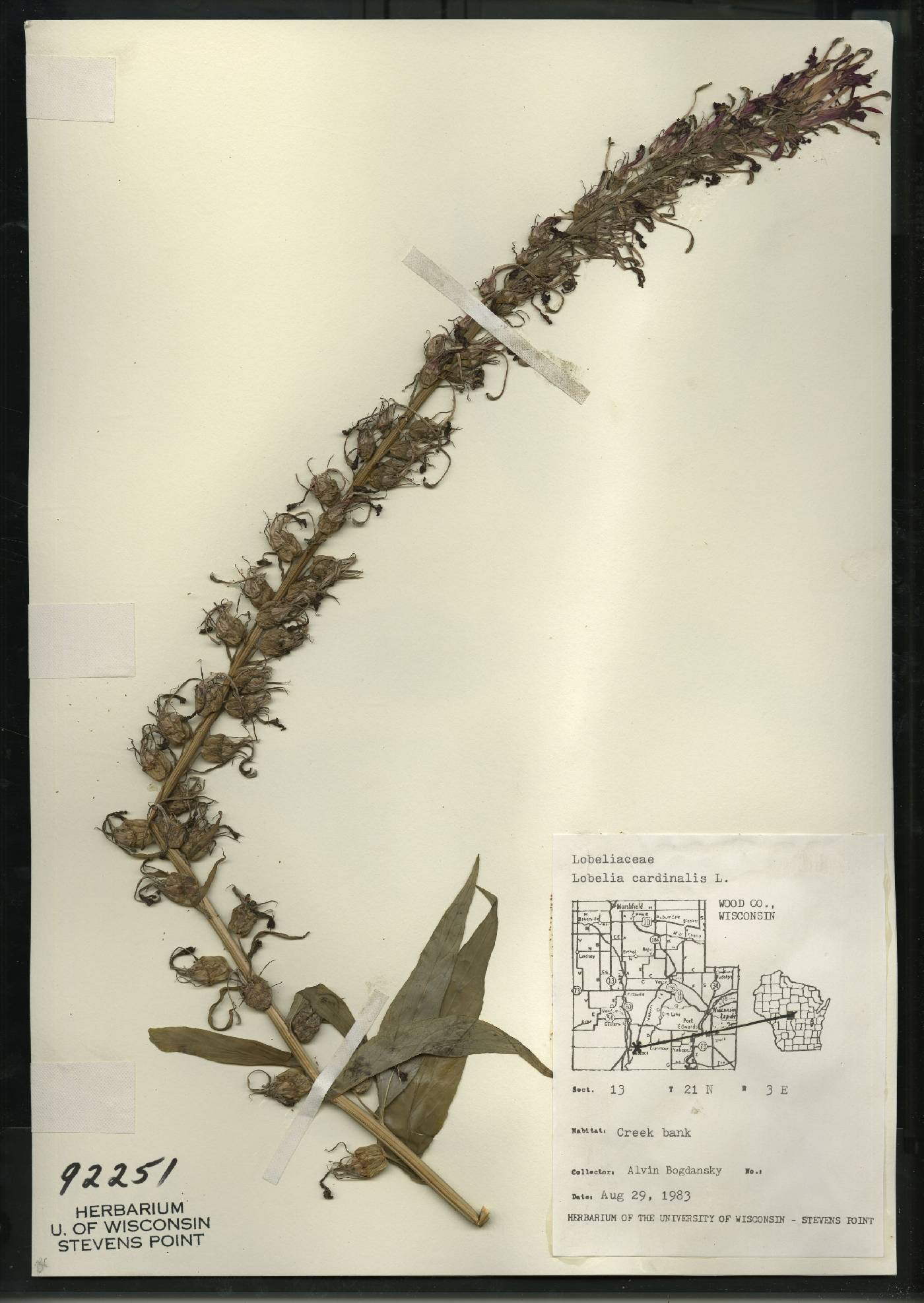 Lobelia cardinalis var. cardinalis image