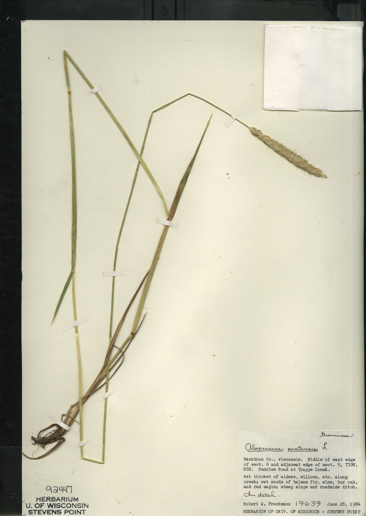 Alopecurus pratensis image