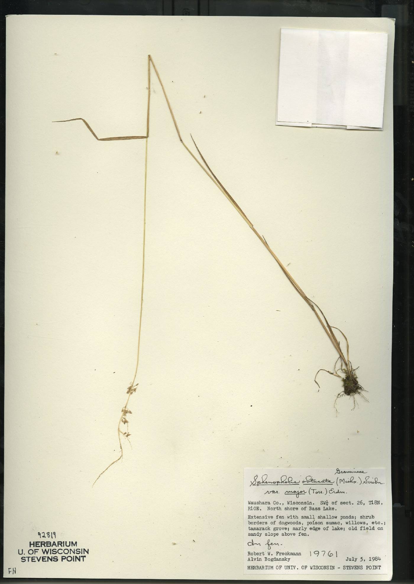 Sphenopholis intermedia image