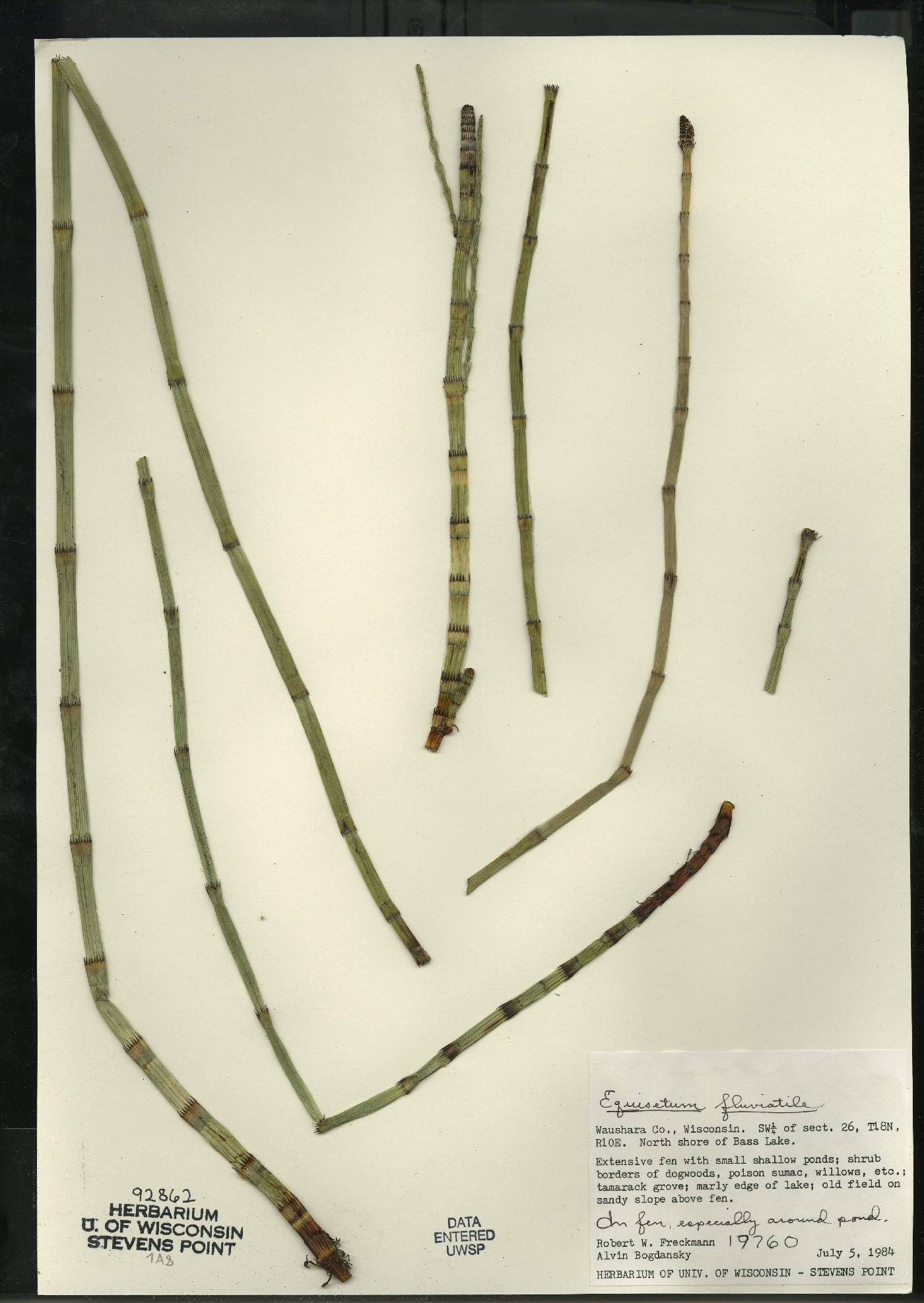 Equisetum fluviatile image