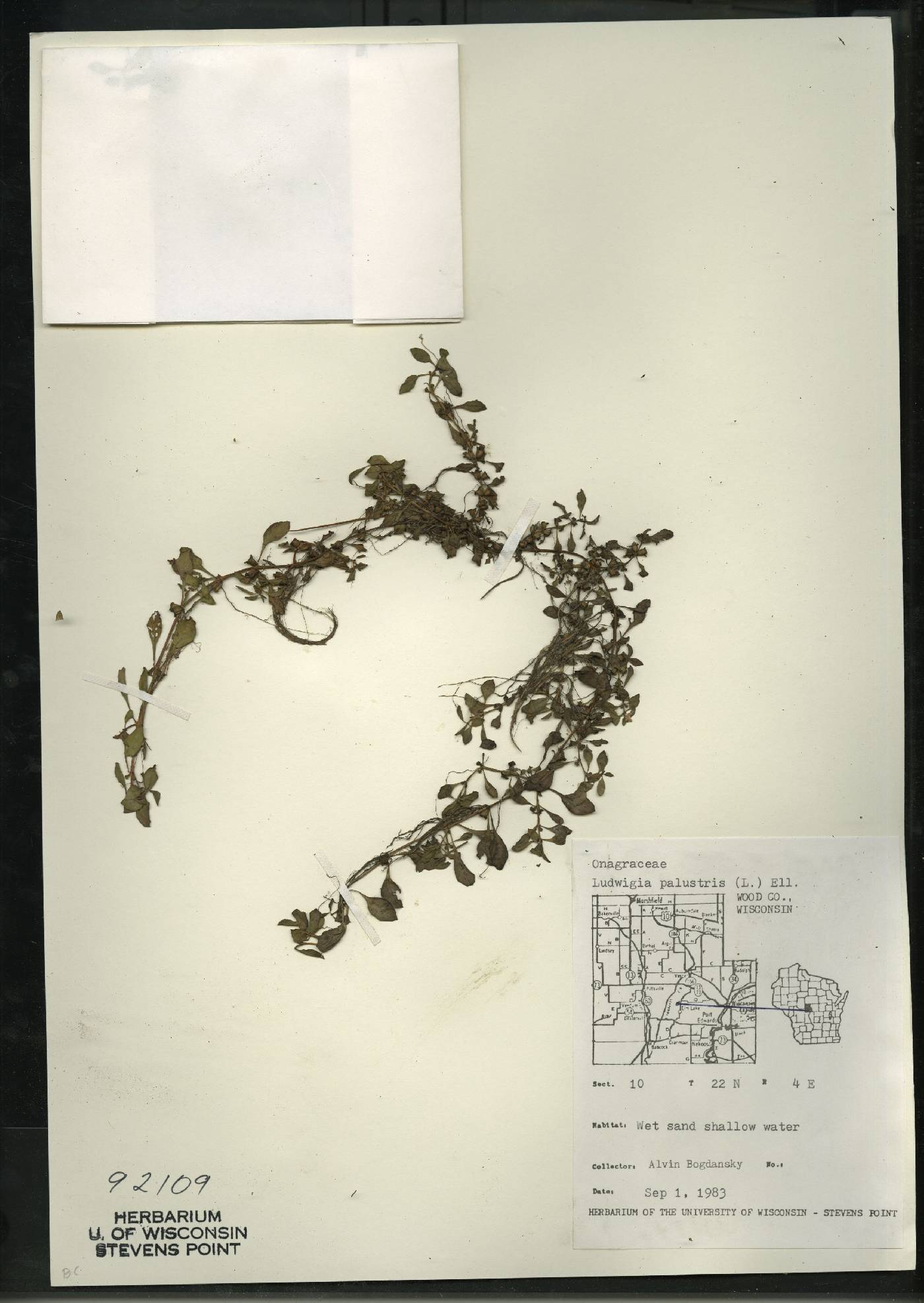 Ludwigia palustris image