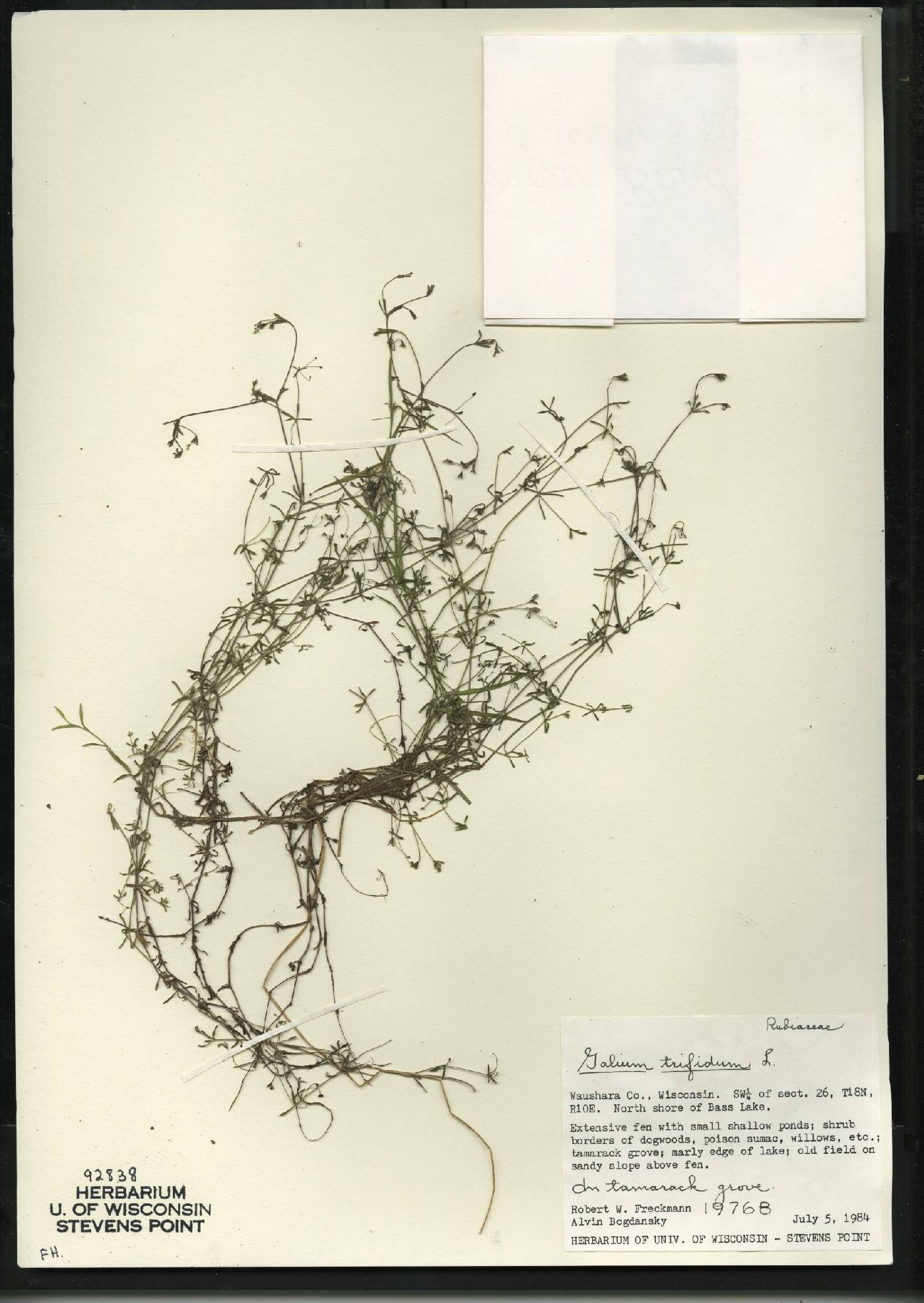 Galium trifidum image