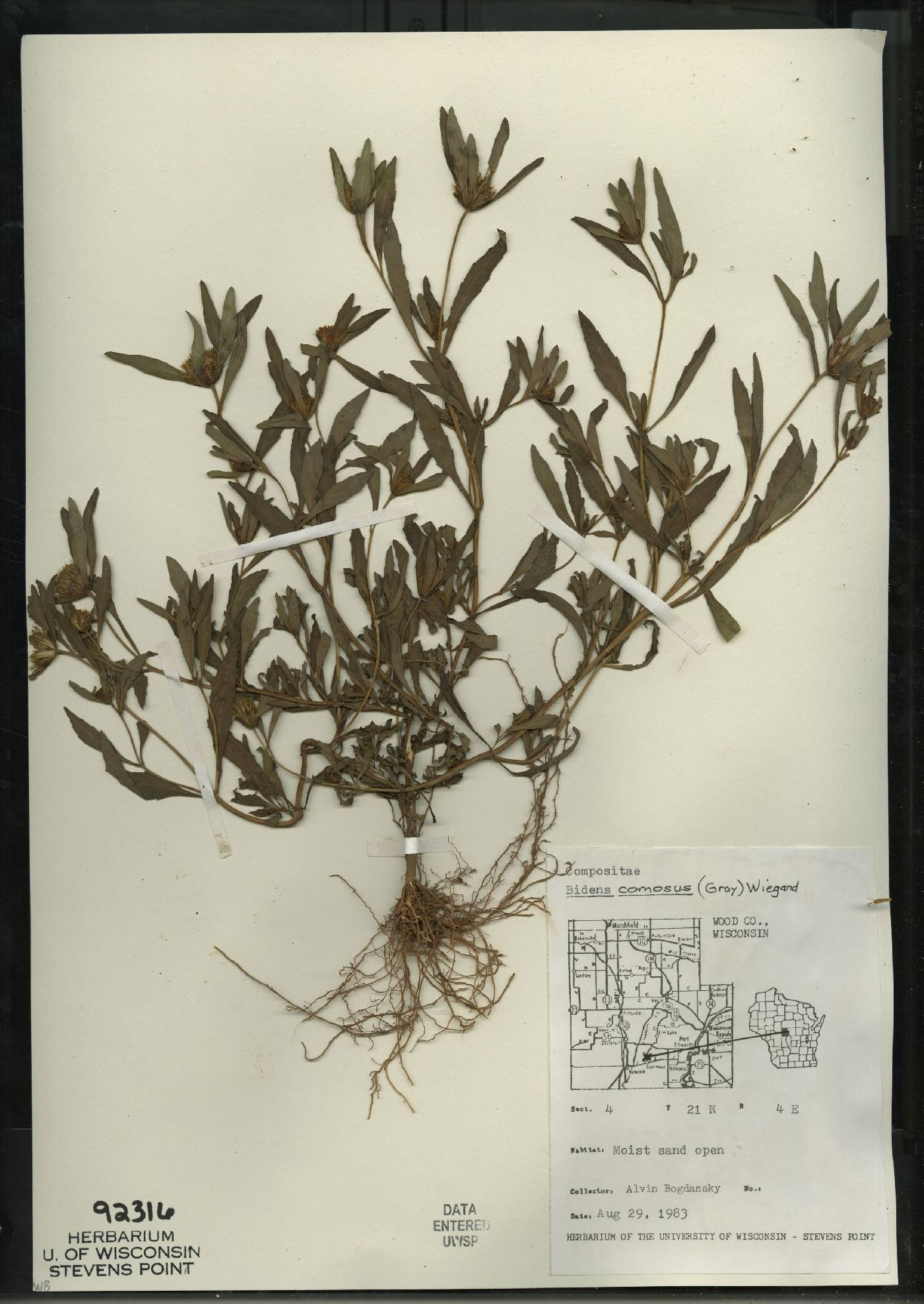 Bidens tripartita image