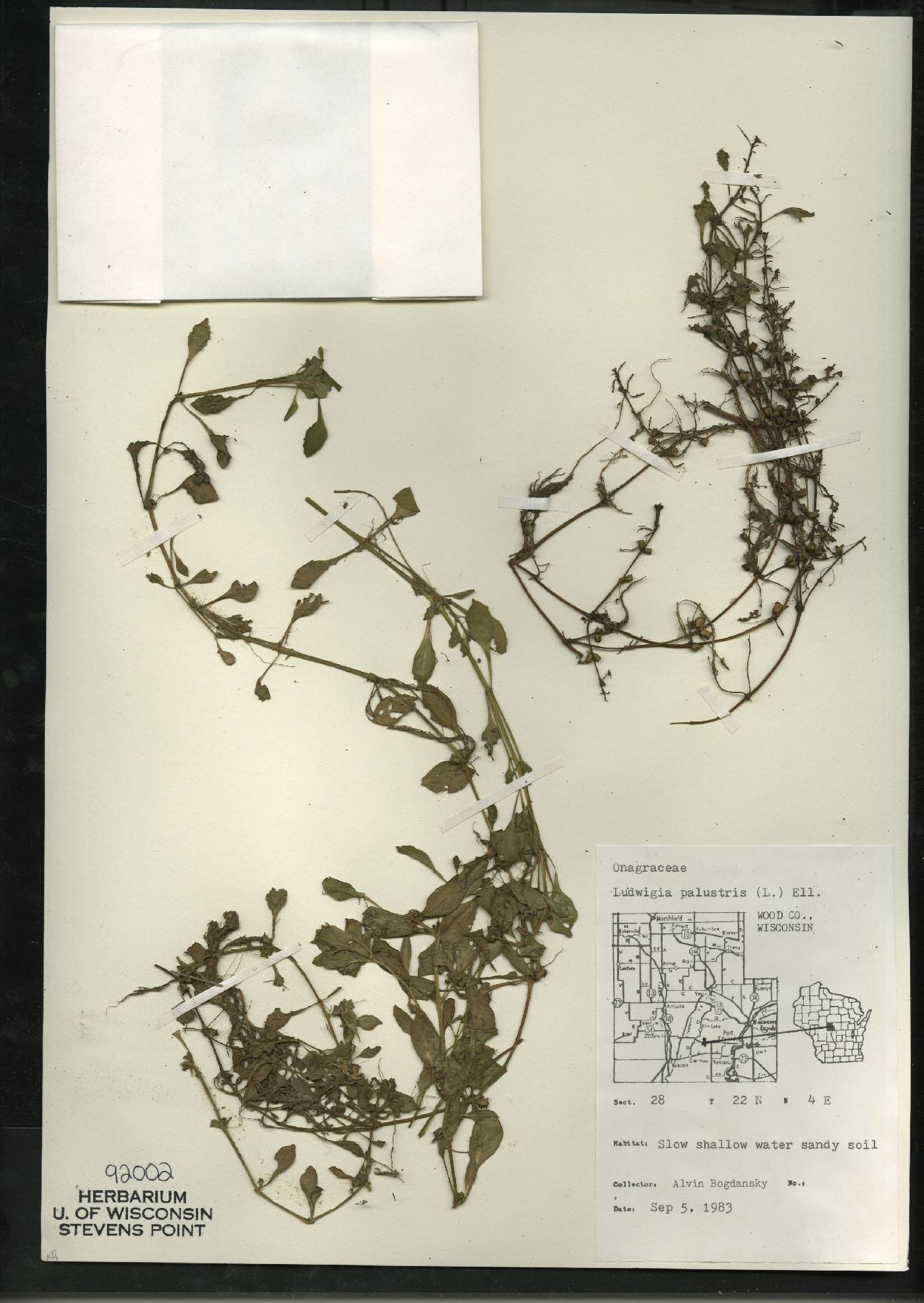 Ludwigia palustris image