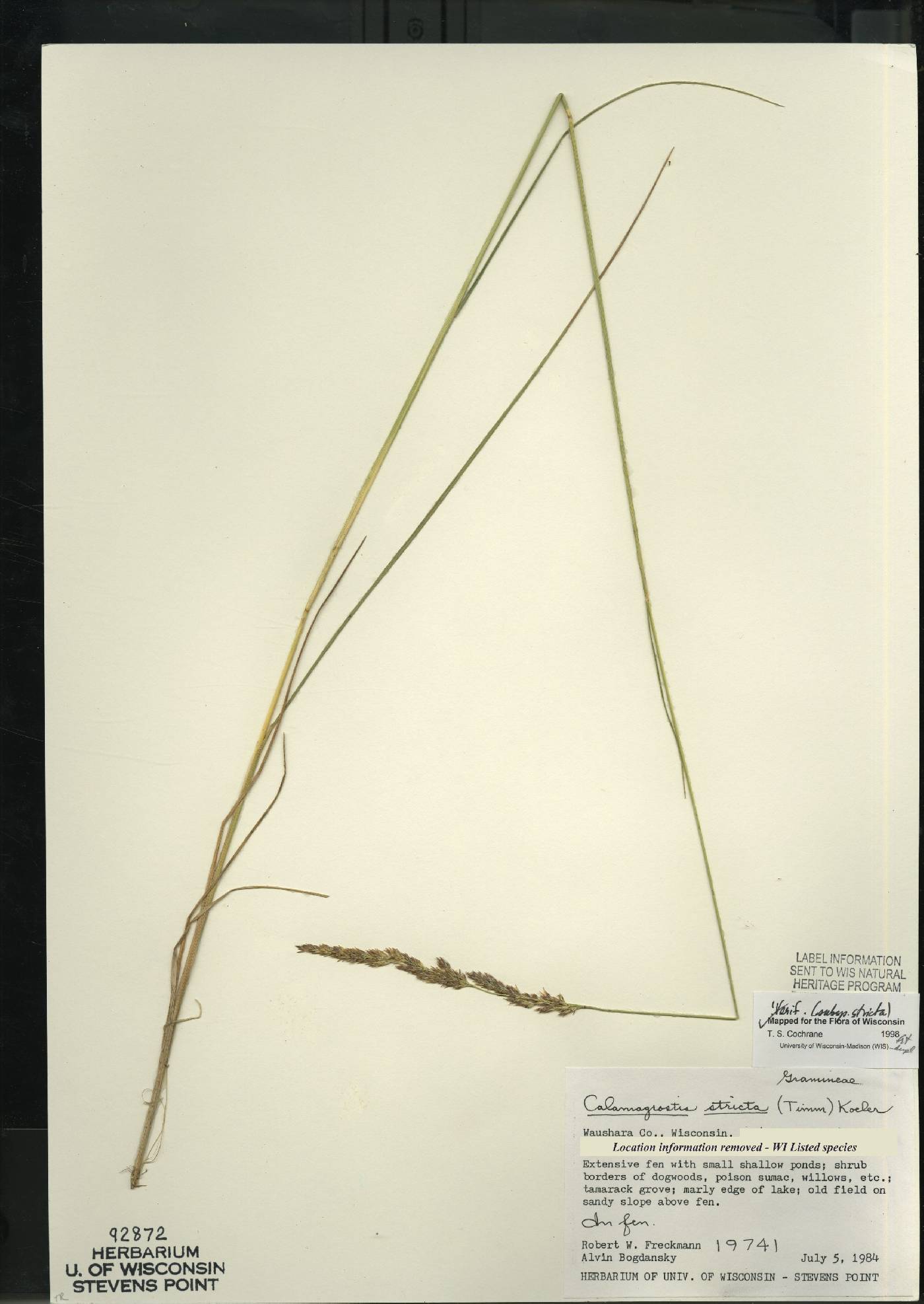 Calamagrostis stricta subsp. stricta image