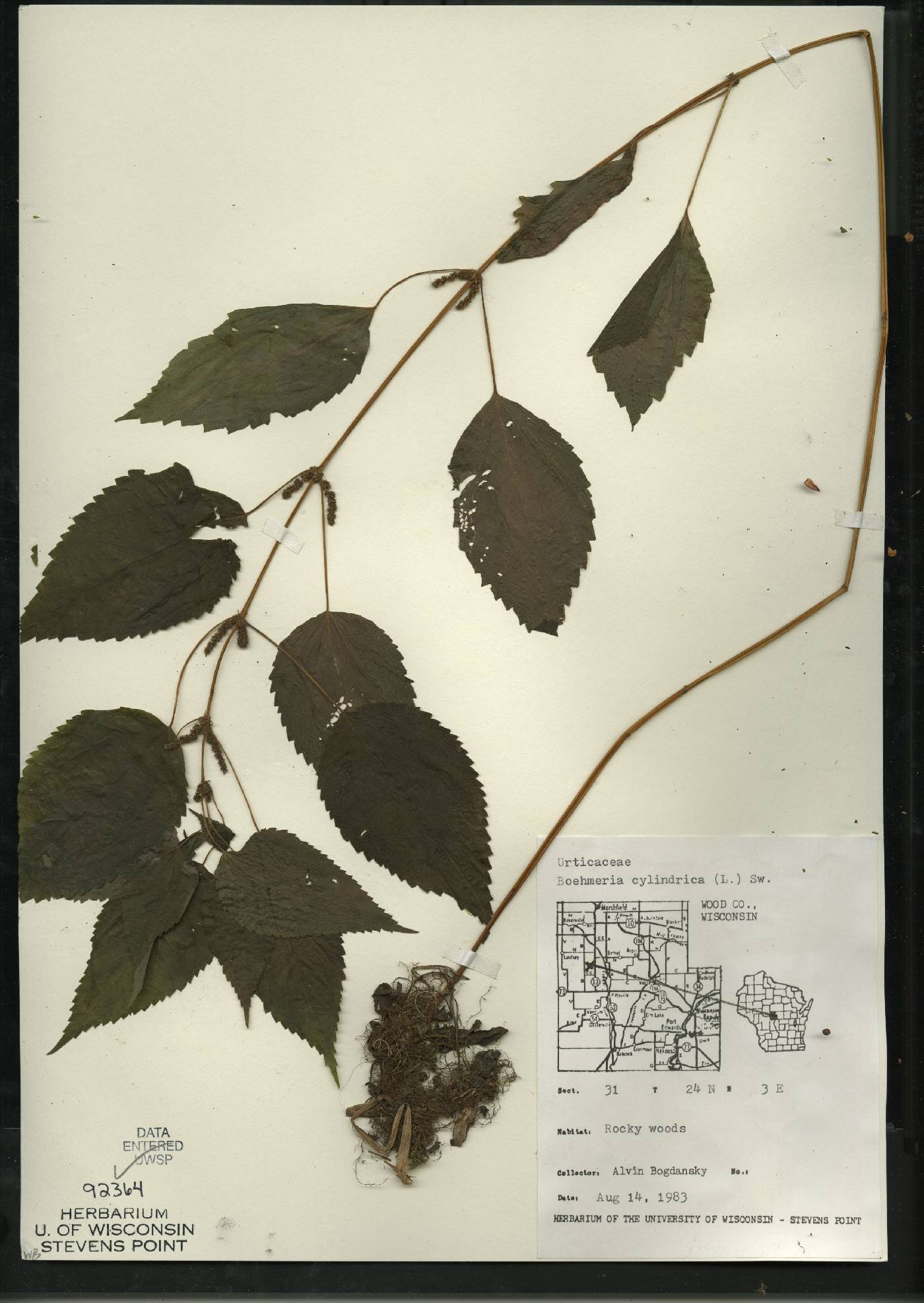 Boehmeria cylindrica image