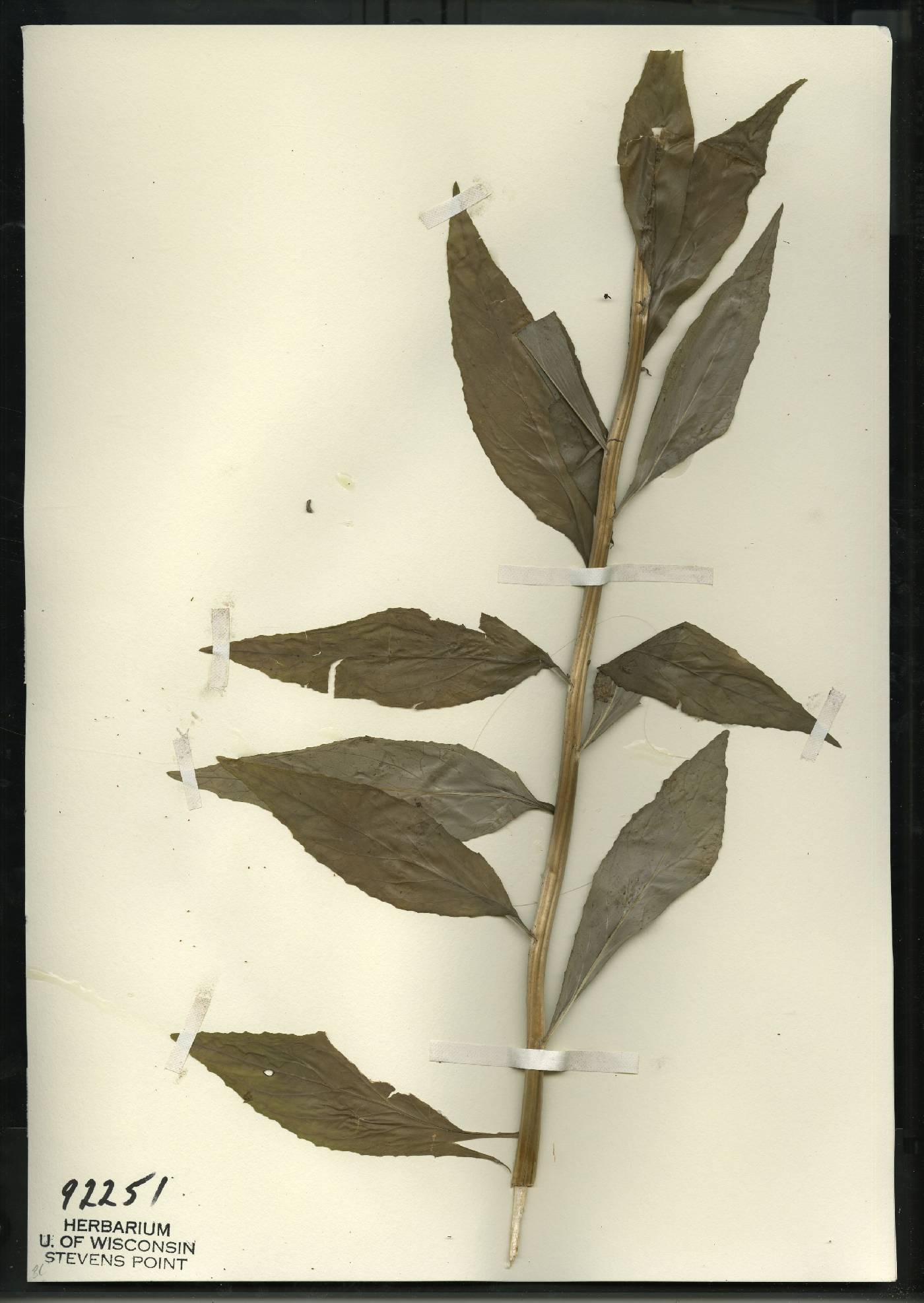 Lobelia cardinalis image