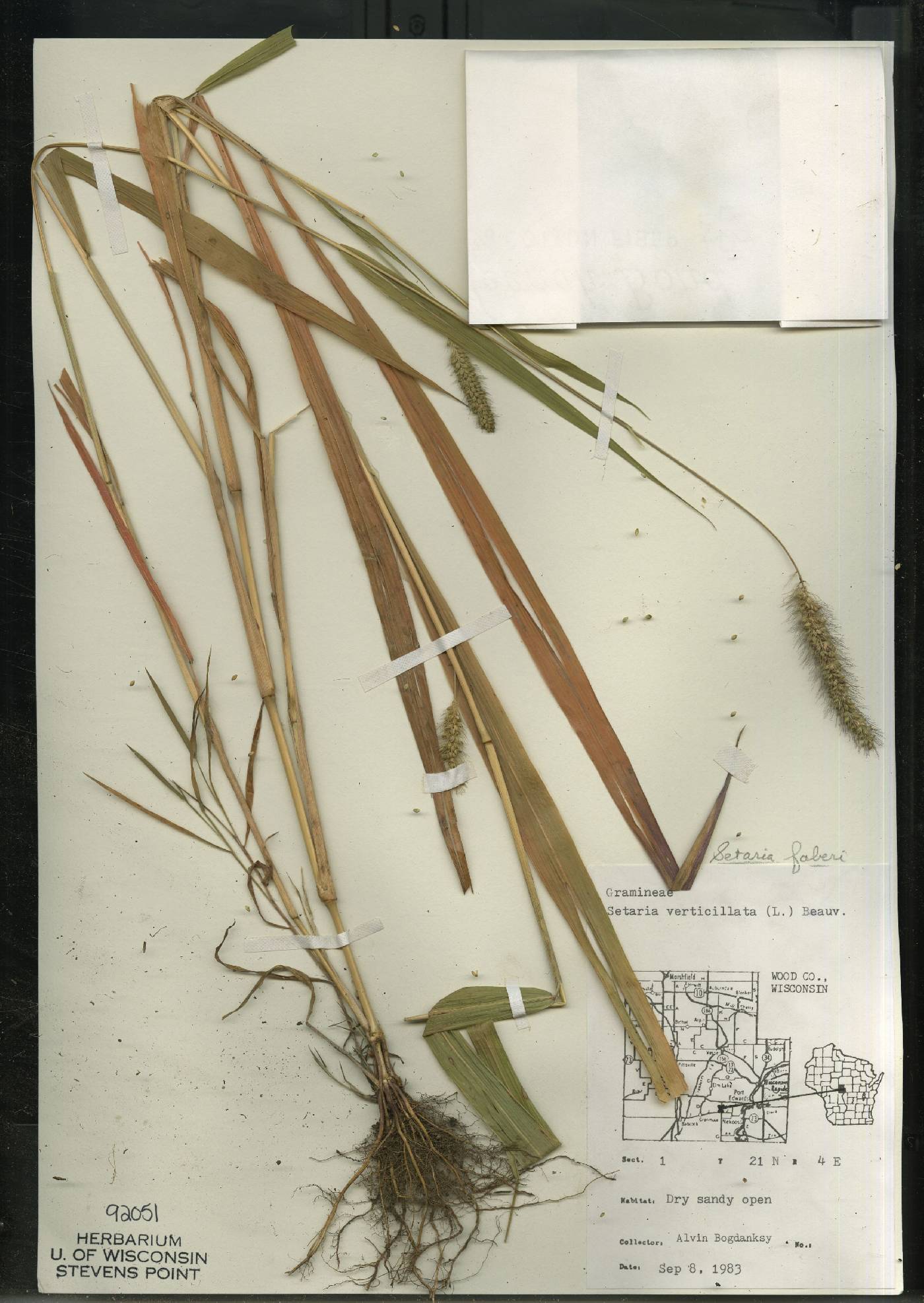 Setaria faberi image