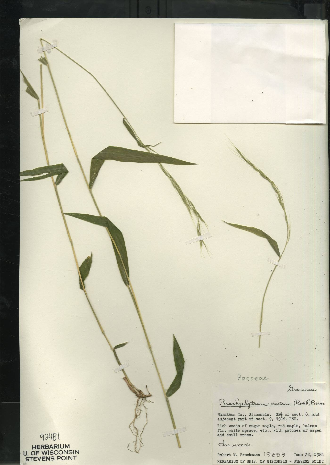 Brachyelytrum aristosum image
