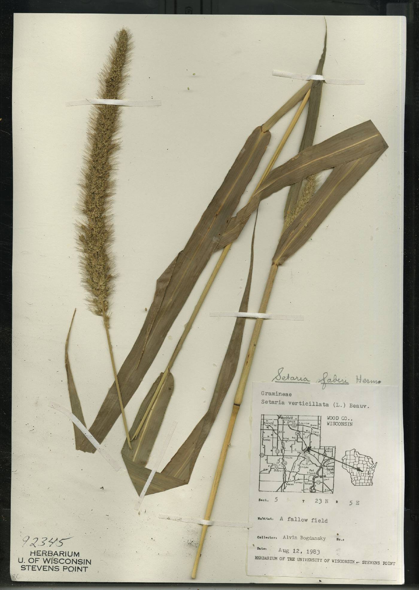 Setaria faberi image