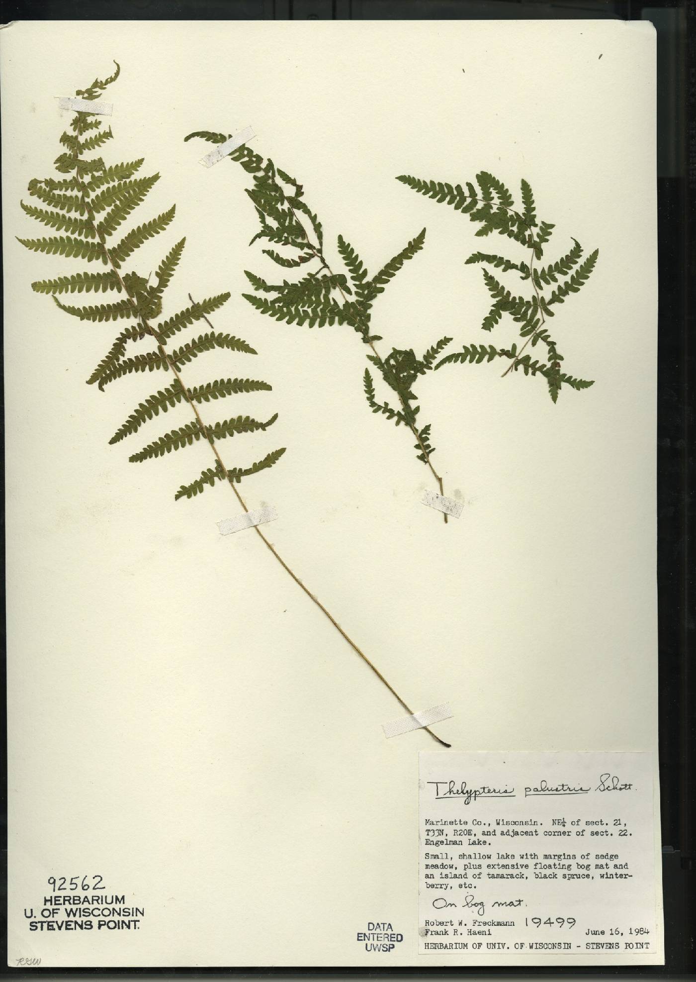 Thelypteris palustris var. pubescens image