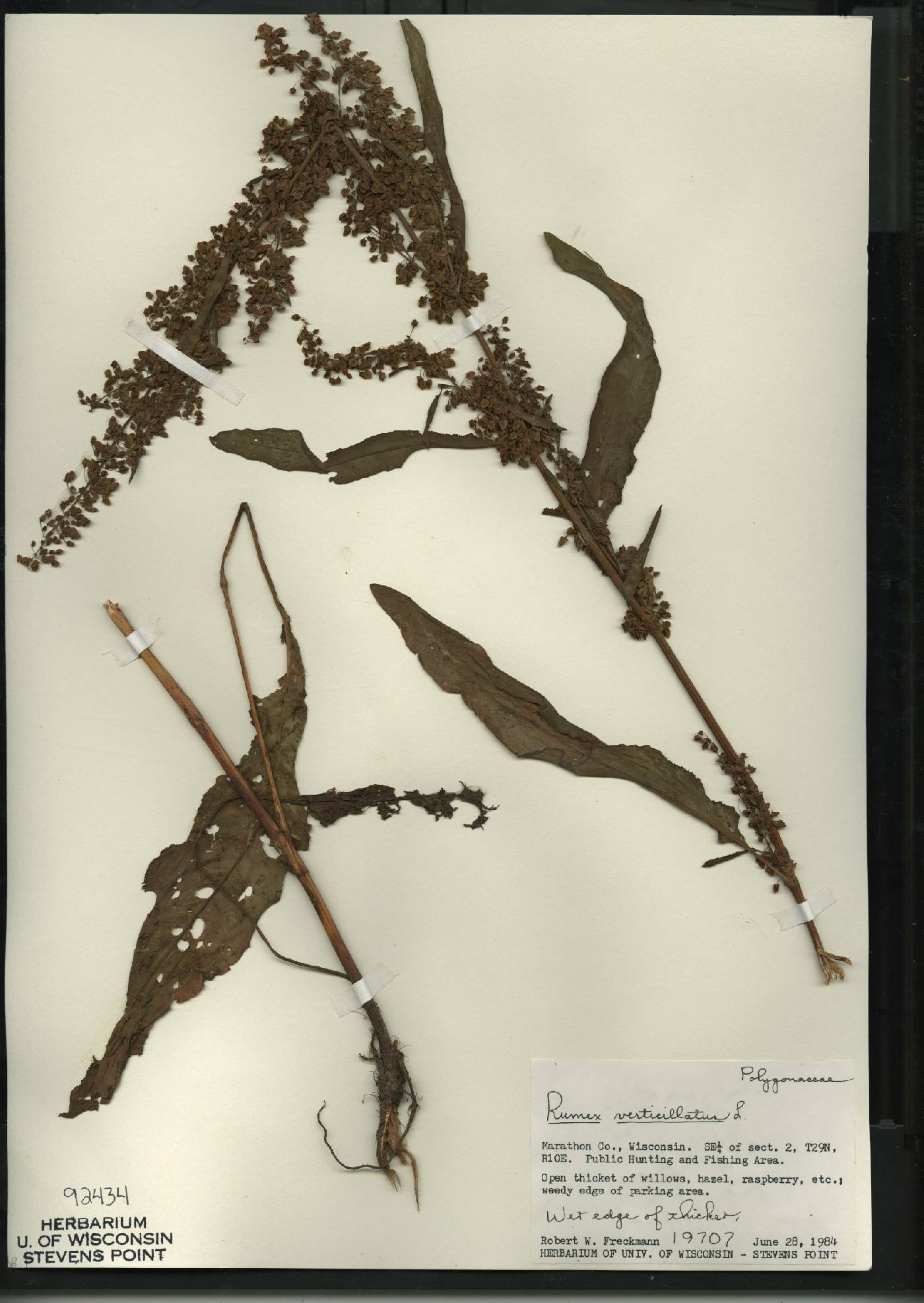 Rumex verticillatus image