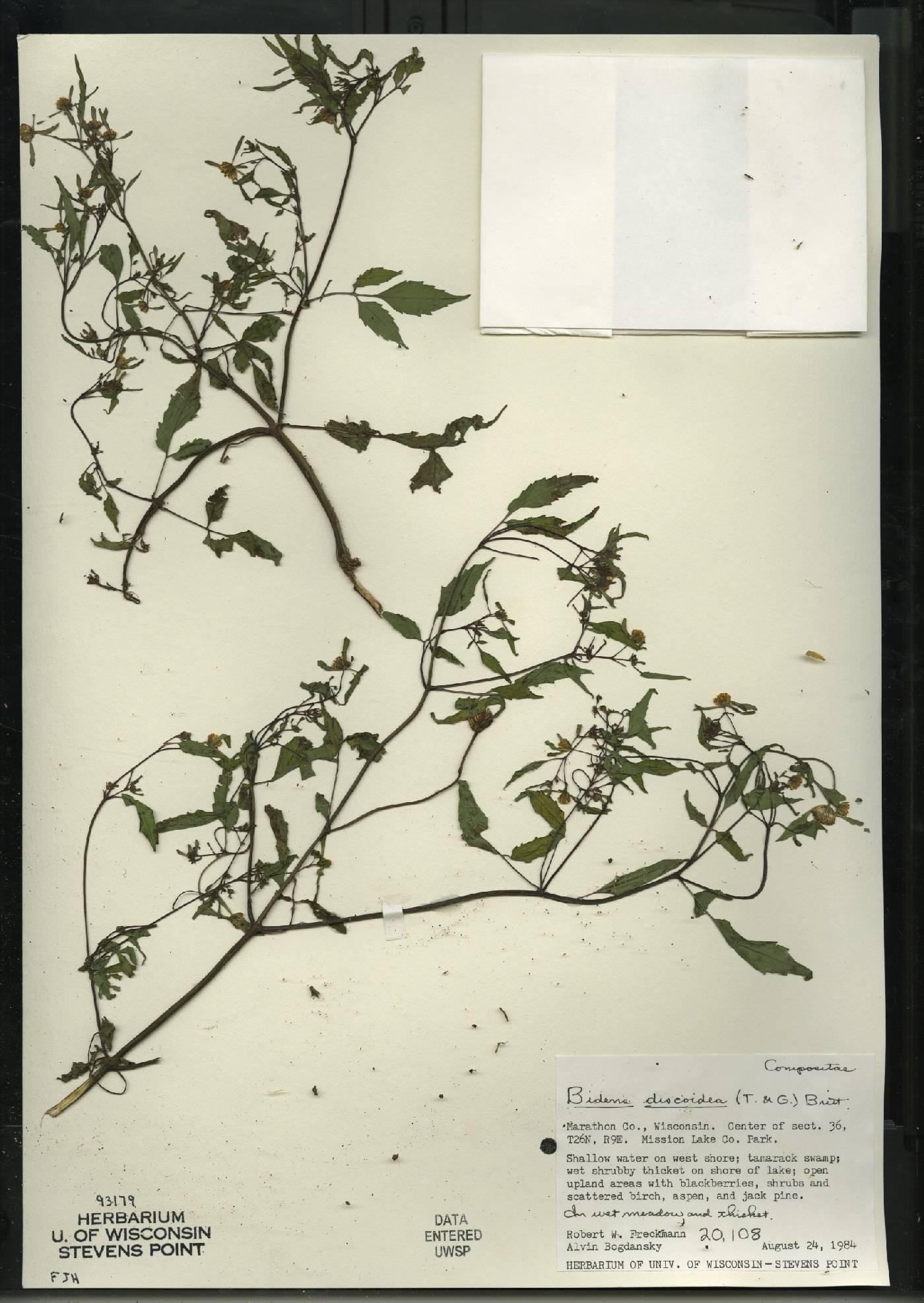 Bidens discoidea image