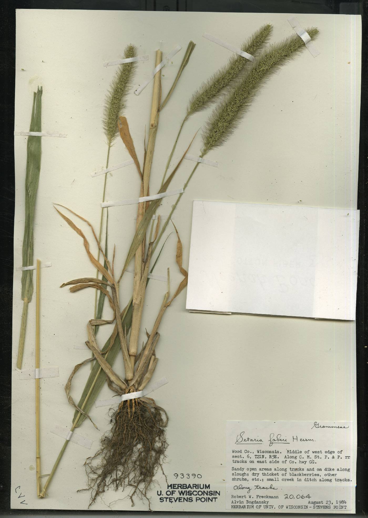 Setaria faberi image
