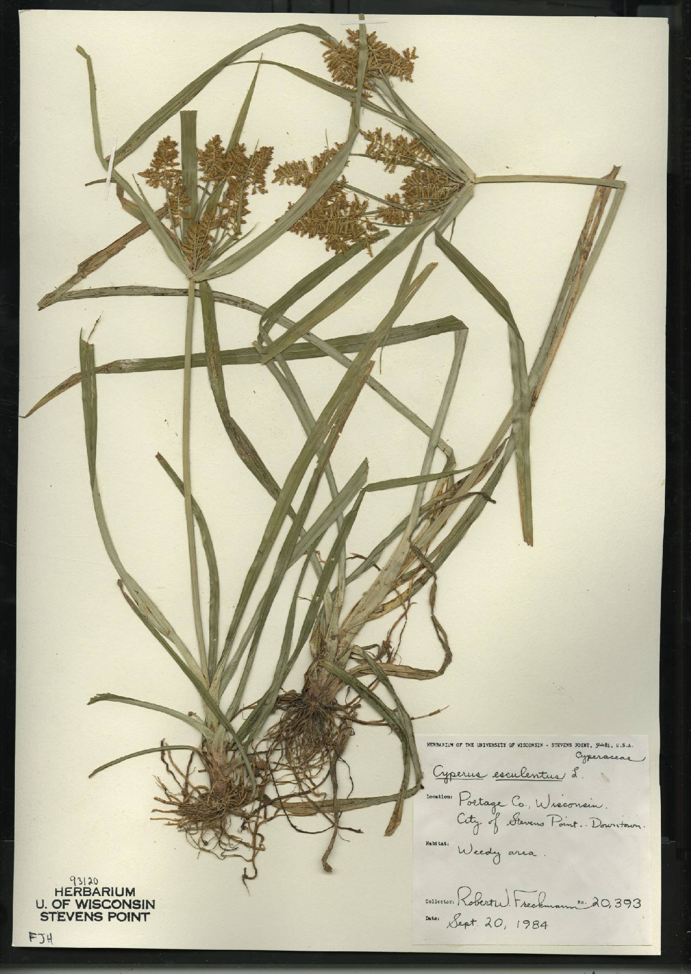 Cyperus esculentus var. leptostachyus image